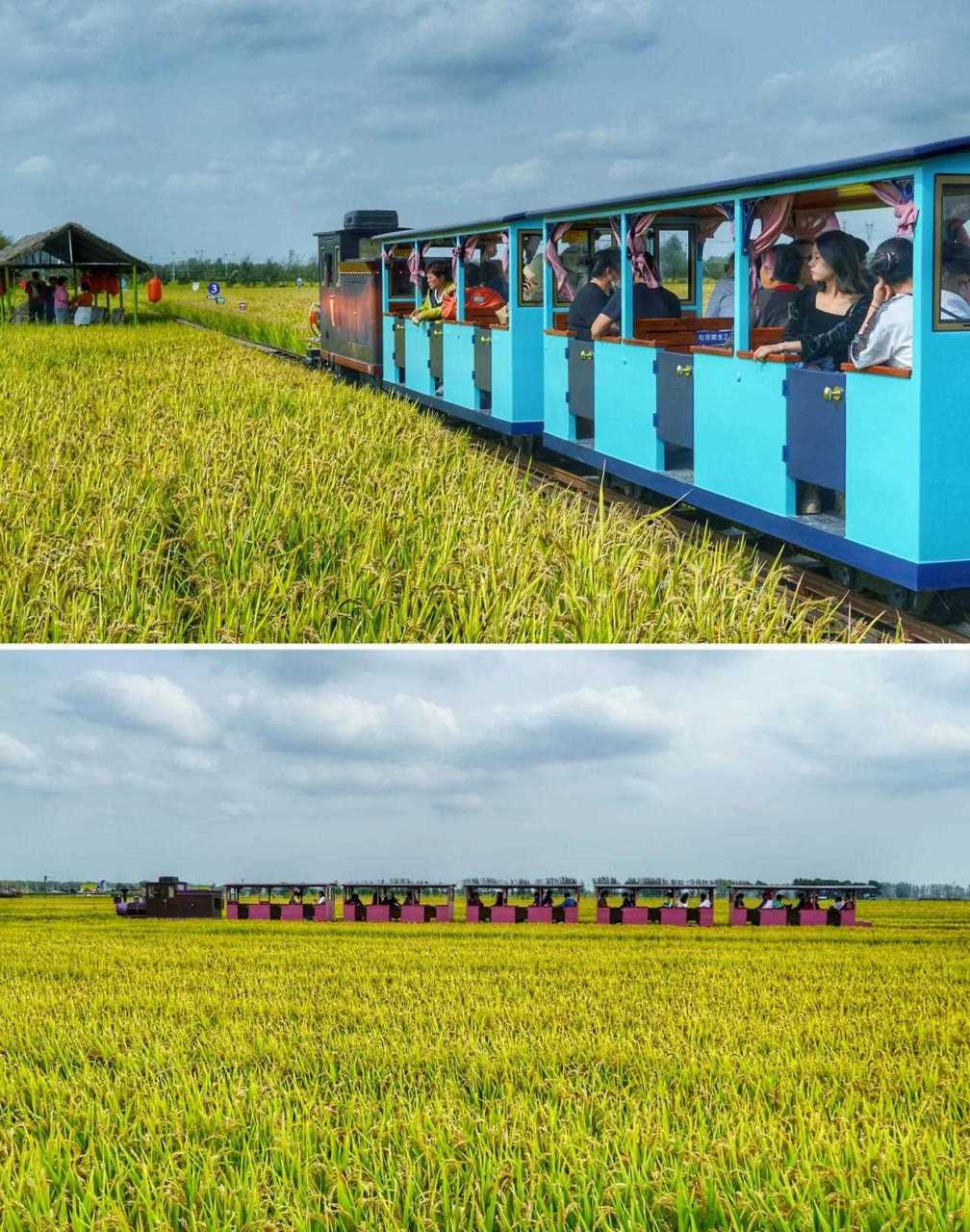 沈阳稻梦空间是一处占地1500多亩,堪称宫崎骏动漫里秋天才有的稻田