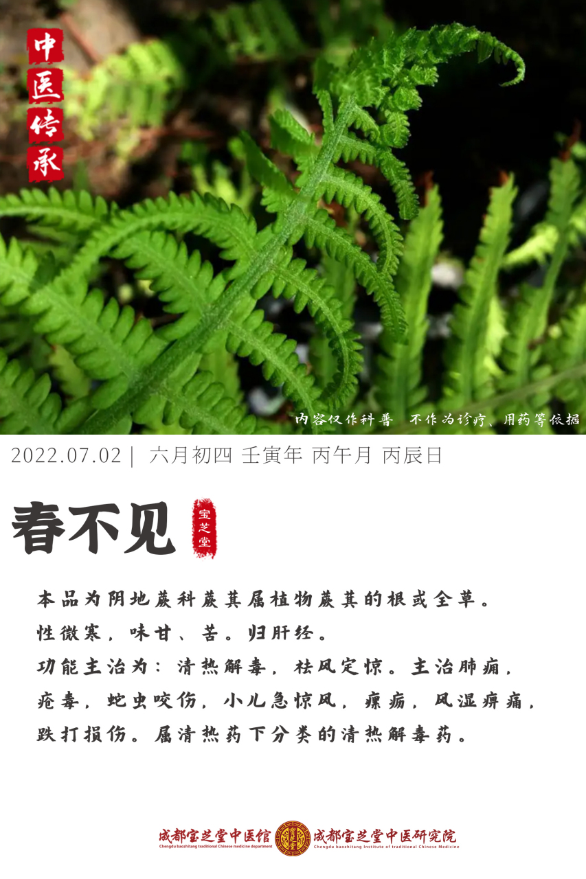 野生春不见草药图片图片