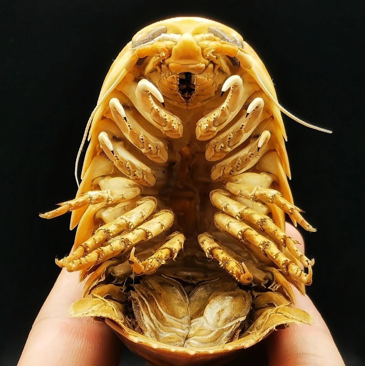 宫崎骏《风之谷》中王虫的原型?