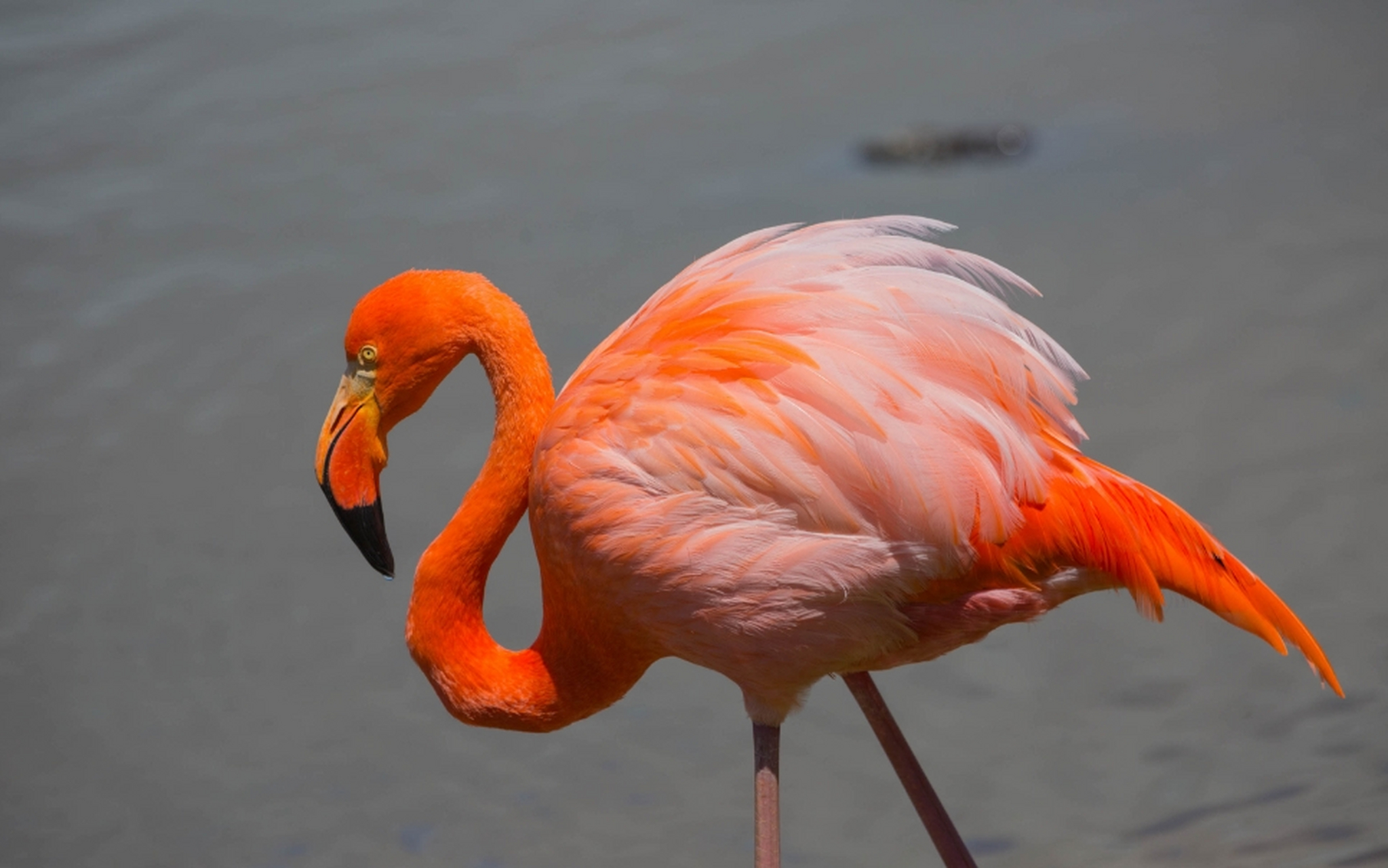 火烈鸟是一种非常引人注目的鸟类,尤其是因为它们鲜艳的颜色和独特