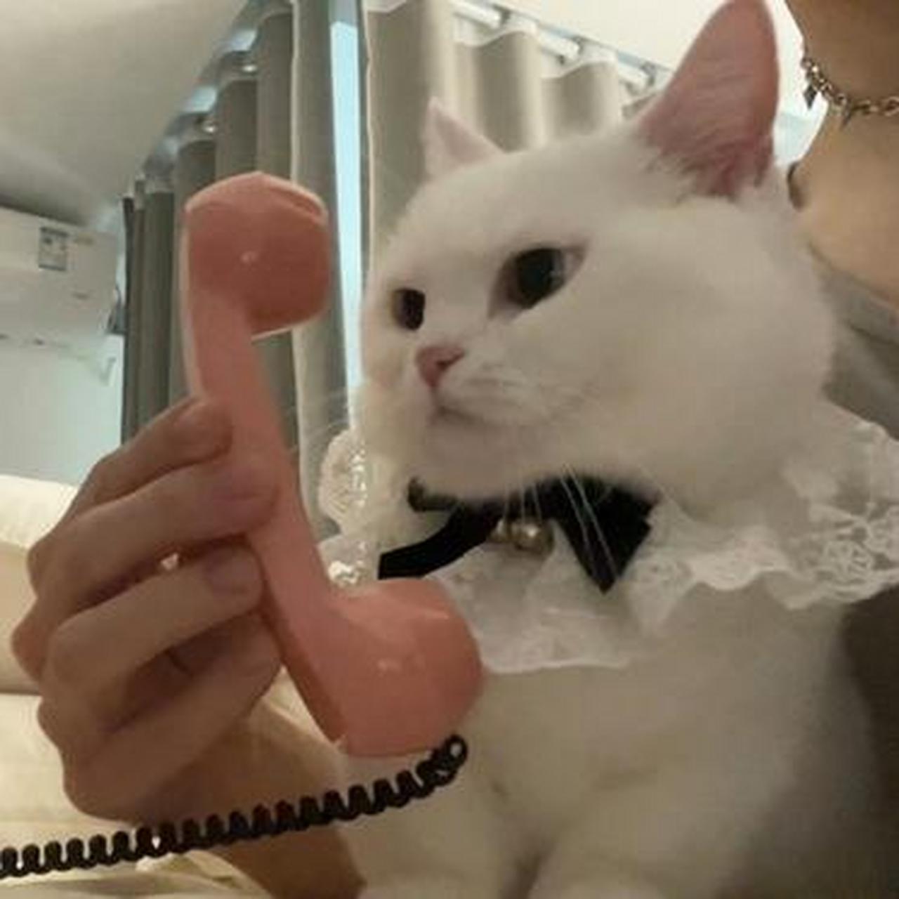 电话机怎么插猫上(电话机怎么插猫上的线)
