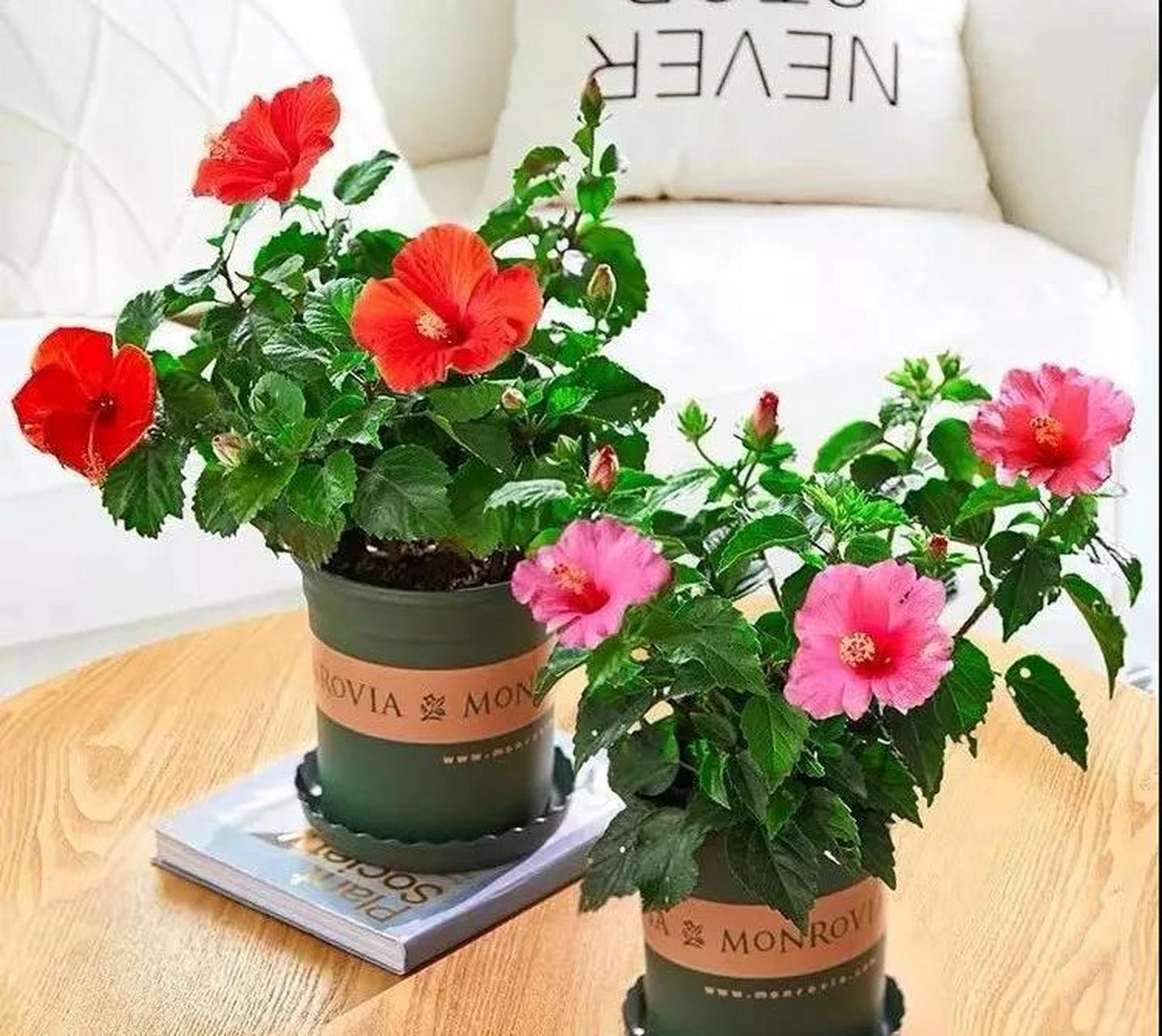 扶桑花放家里吉利吗(扶桑花可以放在卧室吗?