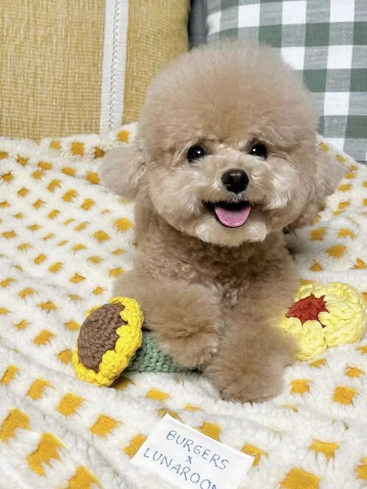 泰迪不能吃鸡鸭骨头,鸡鸭骨头咬碎后是真空的,会变成尖刺,刺向狗狗的