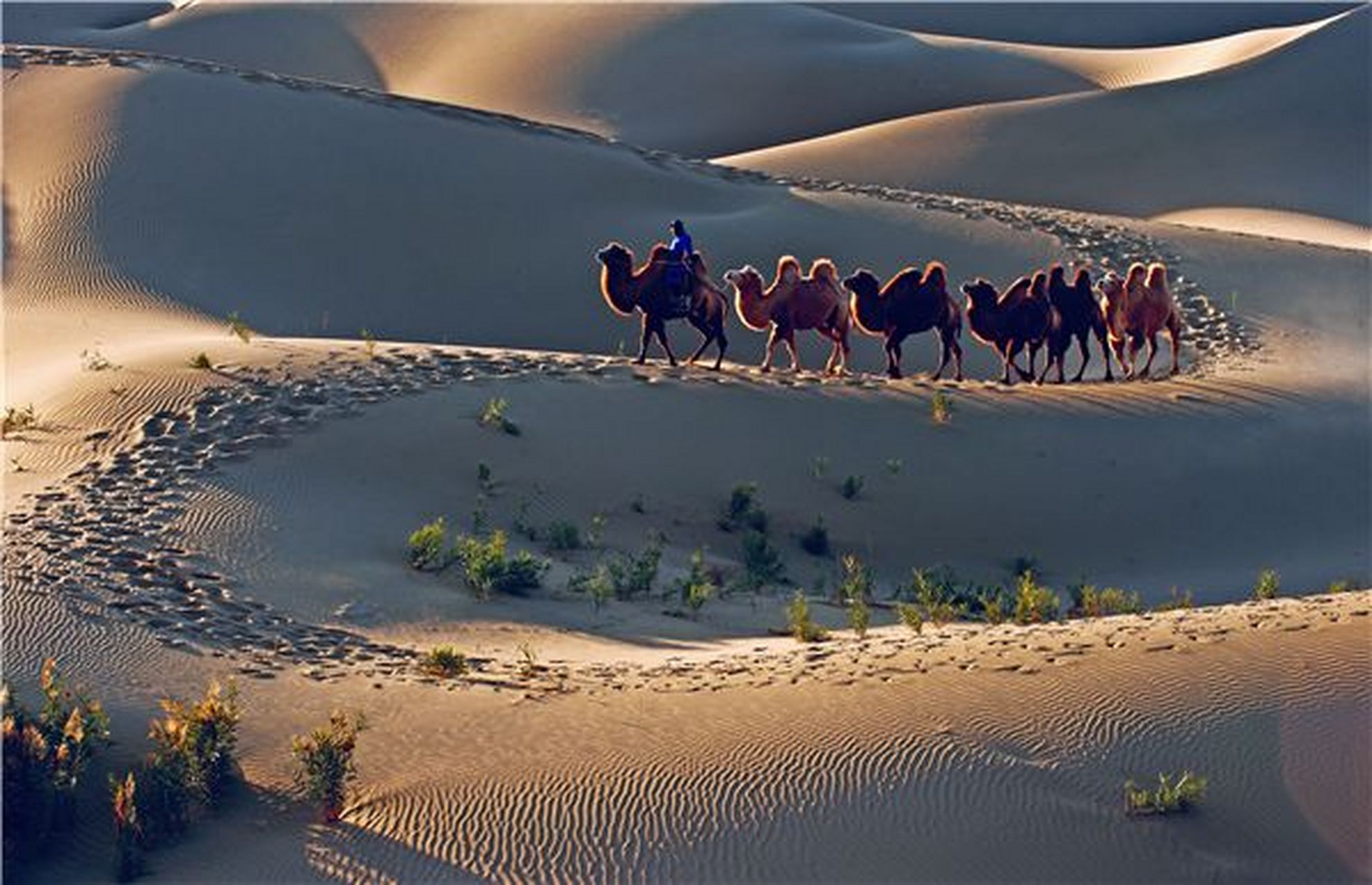 沙尘暴来了#全国沙漠旅游精品目的地——麦盖提n39沙漠探险基地:丛浇