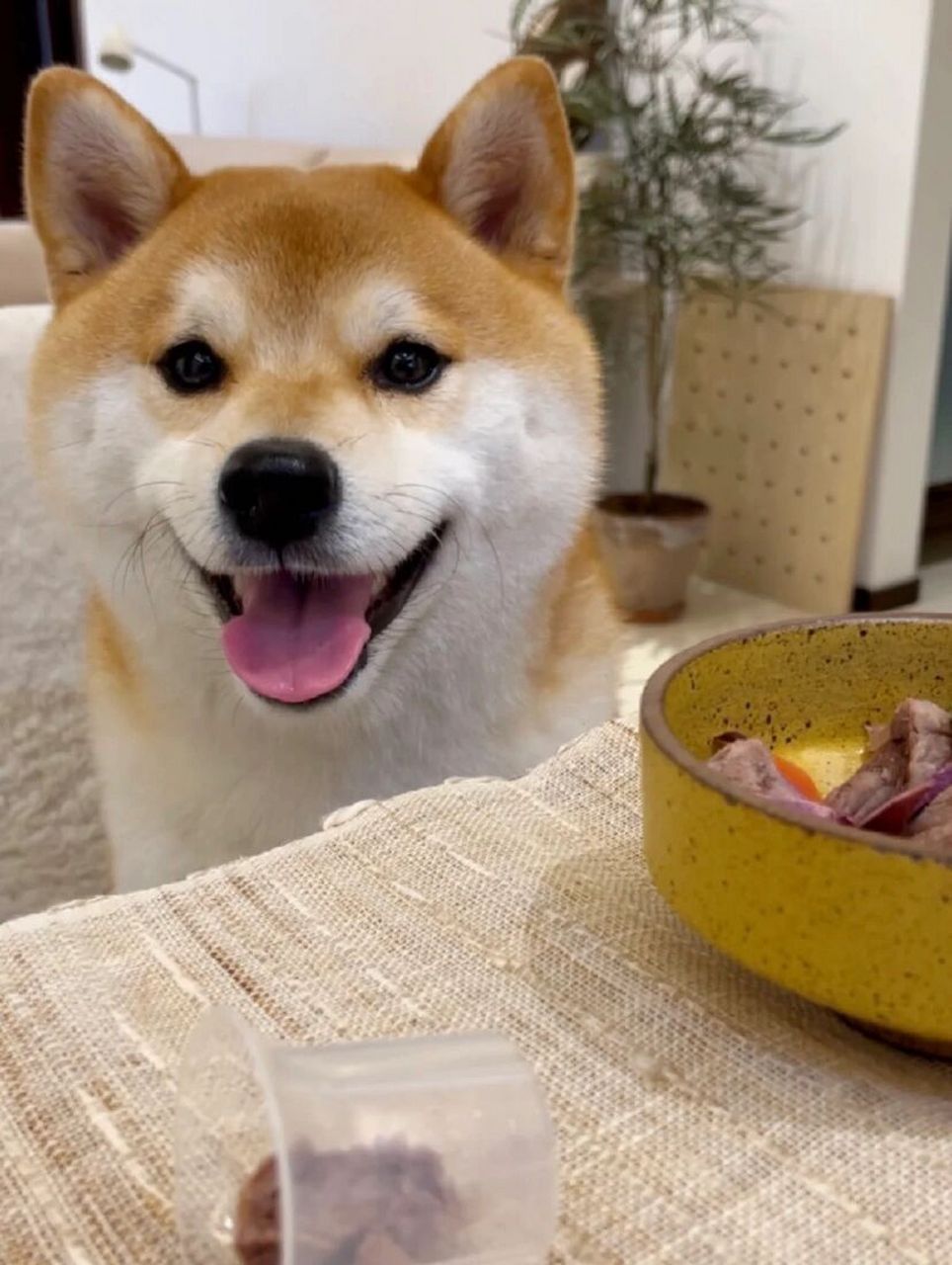 养一只柴犬 柴犬众多表情包出圈,它性格温顺友善,可爱亲人.