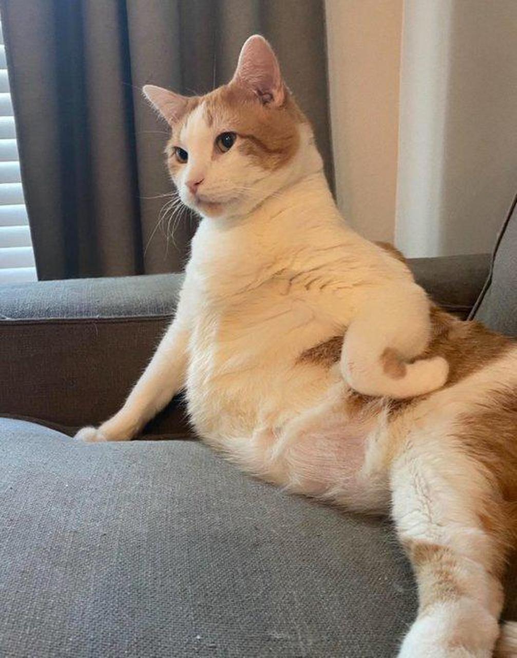 这猫的骚操作,勾谁呢?