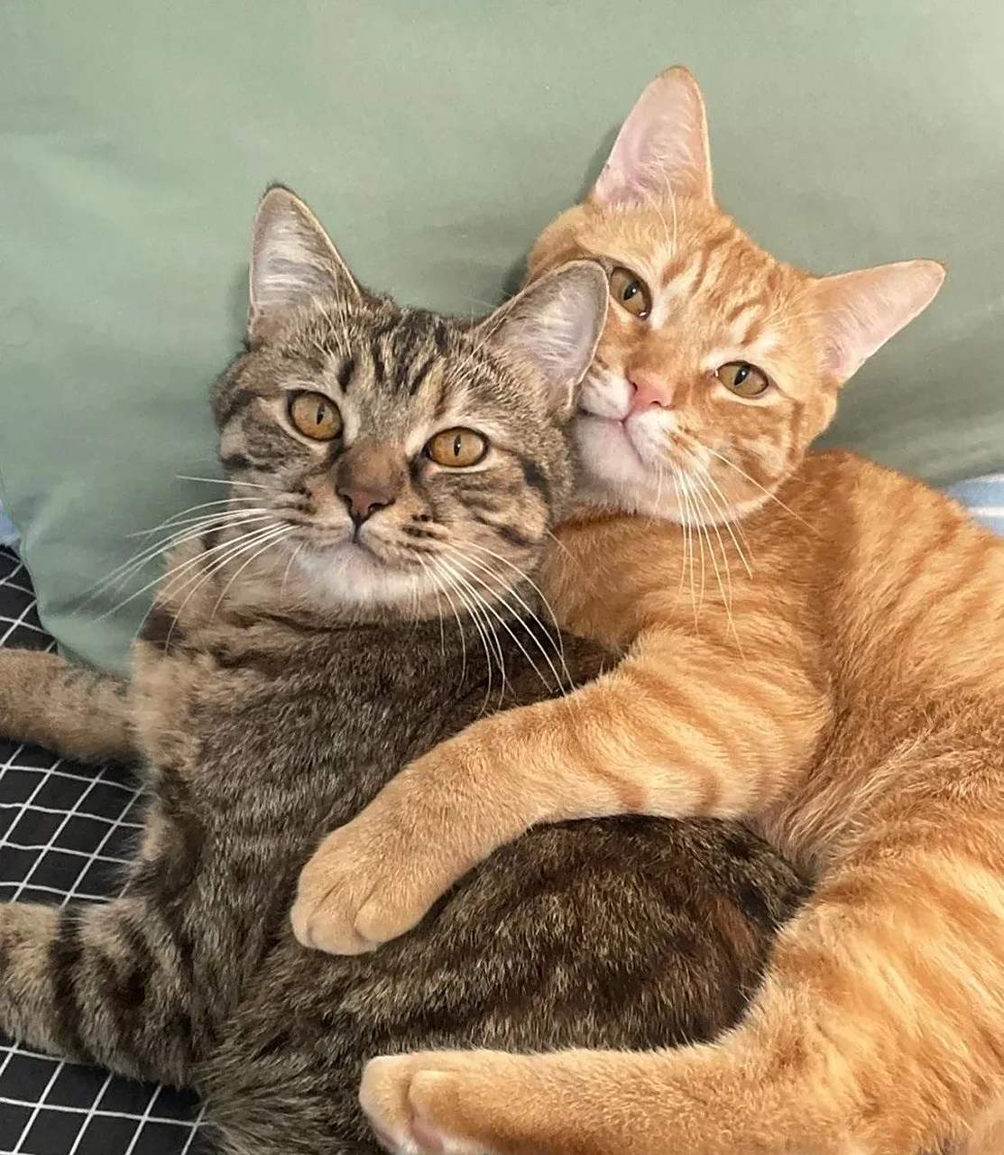 给家里的两只猫咪拍合照,让它们表现得亲密一点,结果就变成了这样[笑