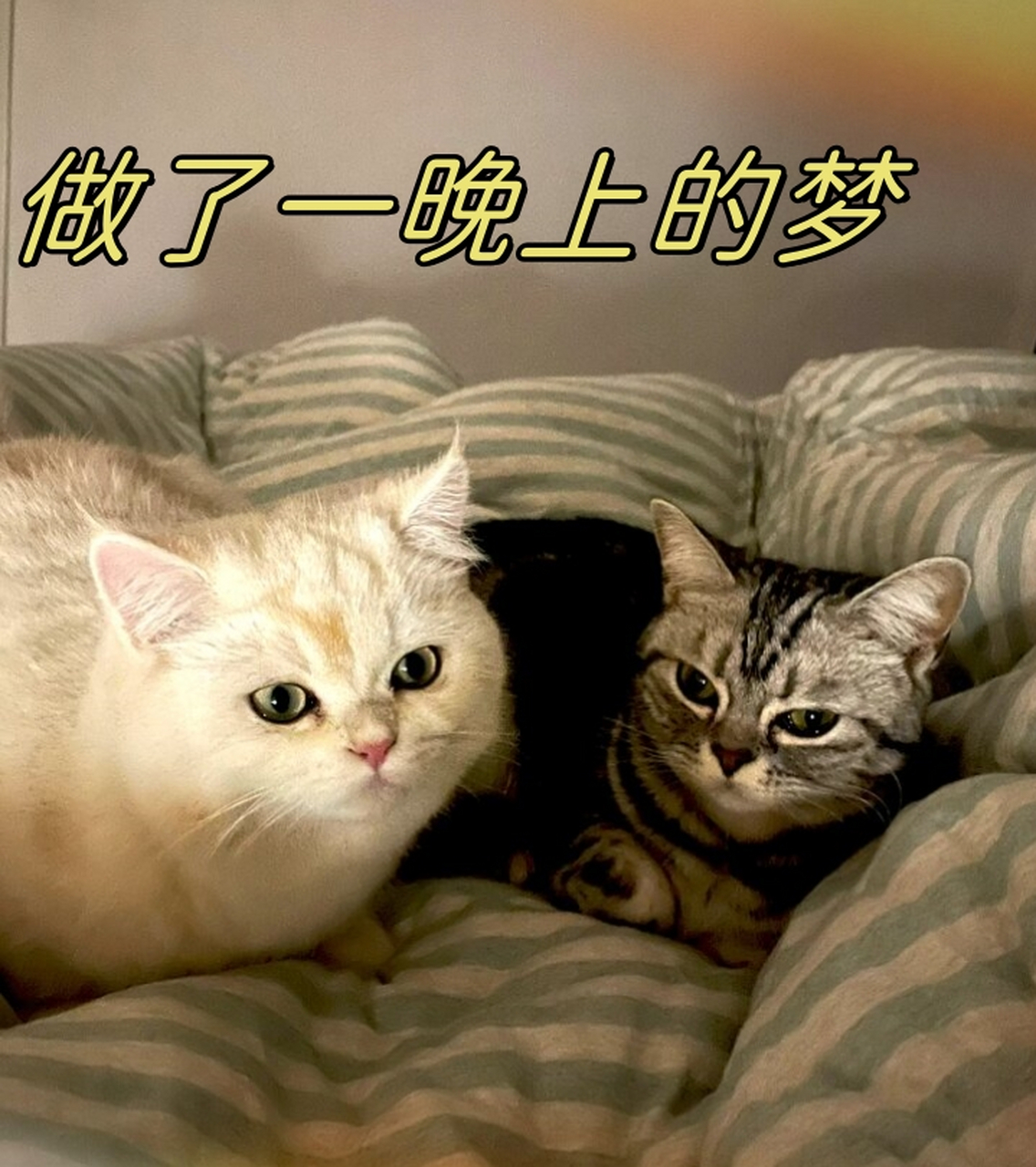 做了一晚上的梦  我做了一晚上的梦,全都是你.