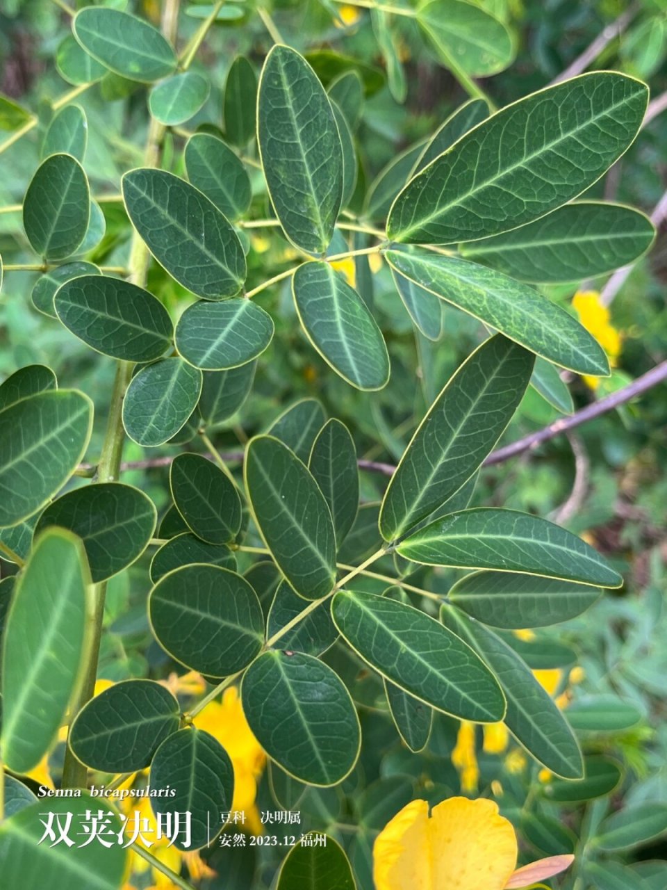 醒目的双荚决明  双荚决明,学名senna bicapsularis,别名金边黄槐,双