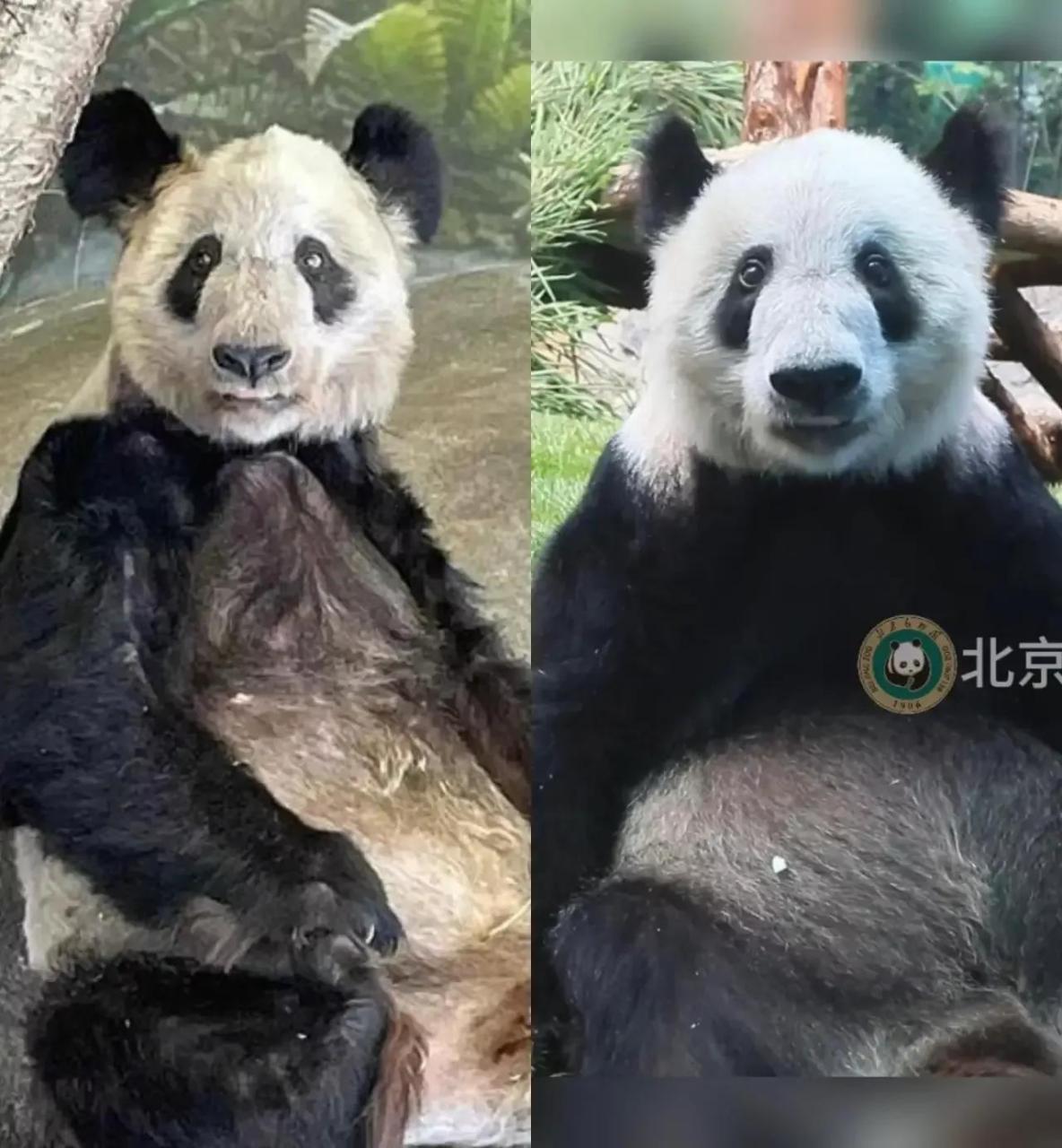 看出来没,丫丫终于有了熊猫样了.圆润了不少.