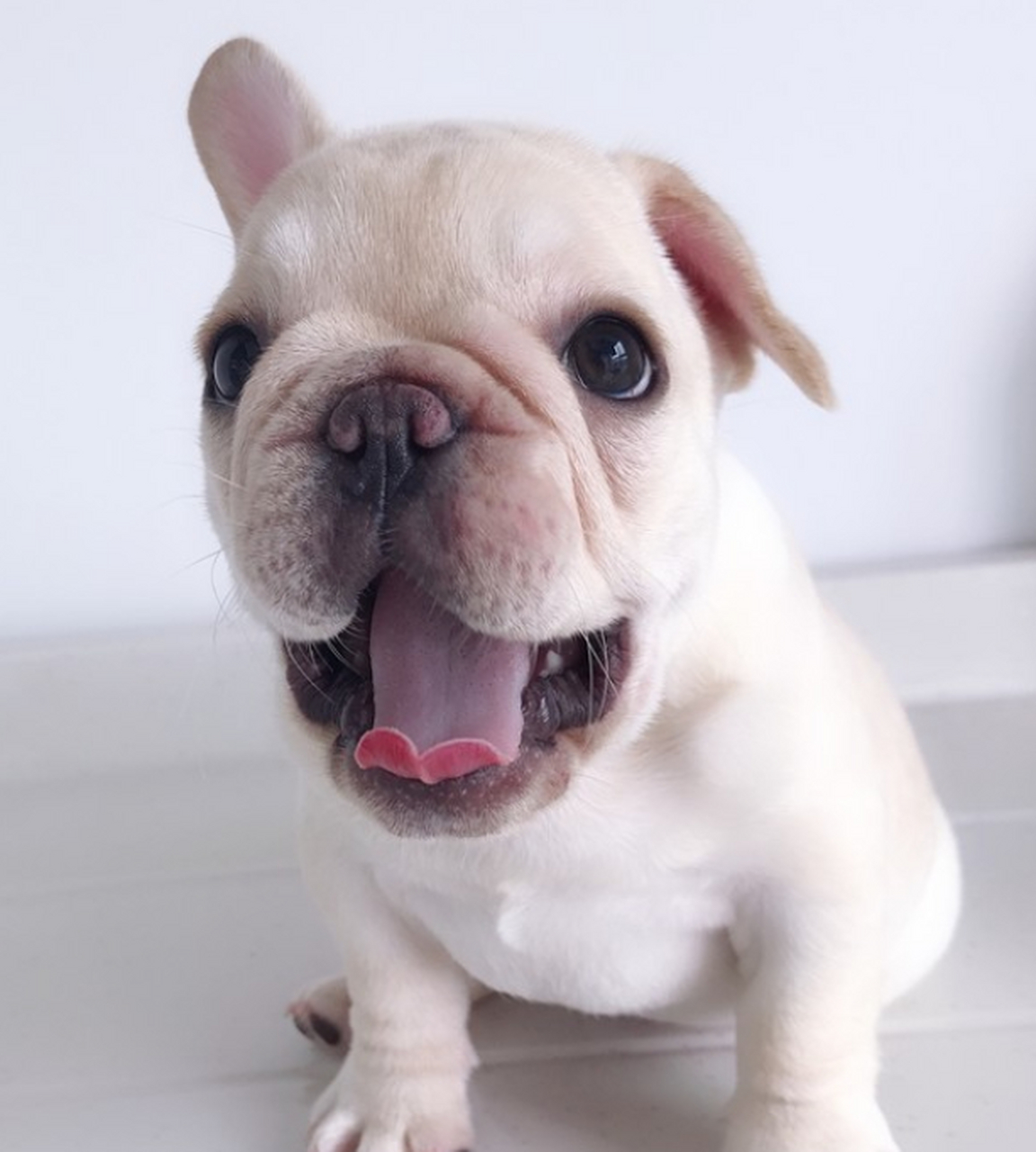 法斗外表憨厚可爱,笑起来蠢萌蠢萌