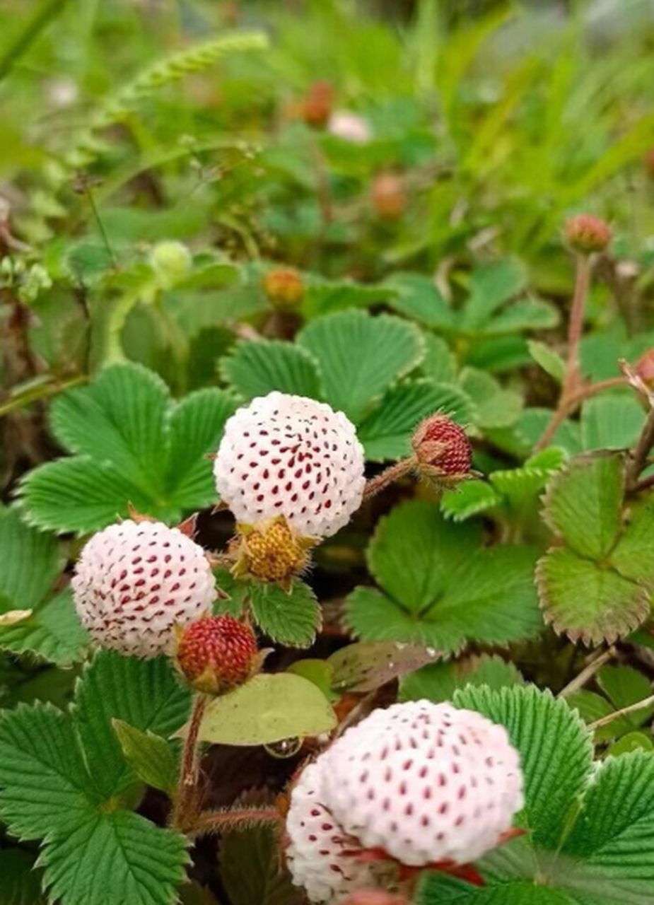 野草莓竟然也有白色的,看着还真不一般