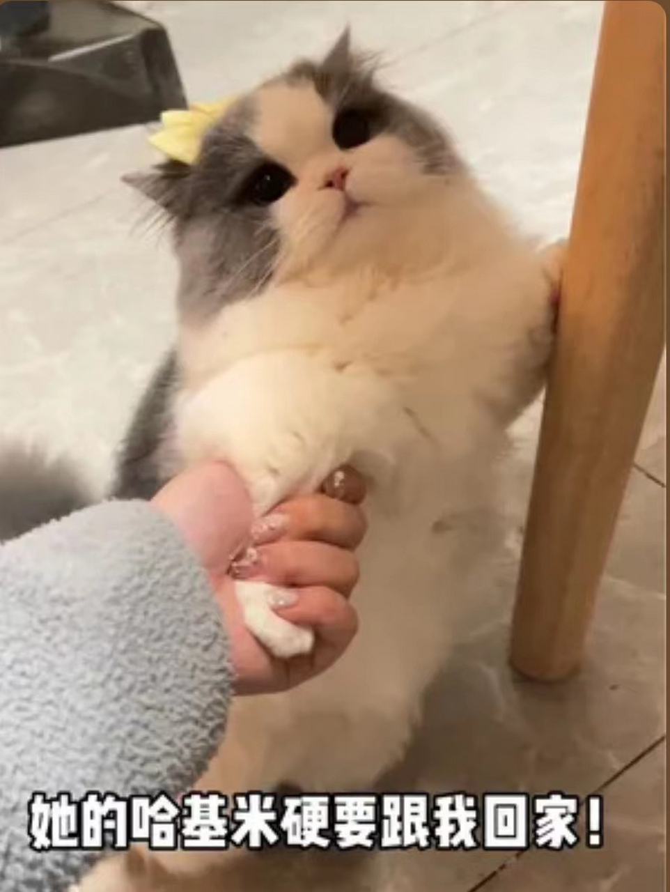 骗子,明明是你硬拽我走,居然说是我非要跟你走.妈妈救我! #搞笑萌宠