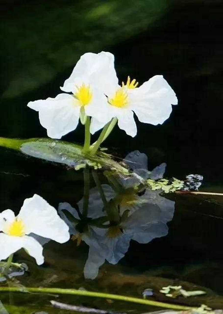 海菜花是只能在洁净水质里生长的多年水生植物,又被称为水质检测官.