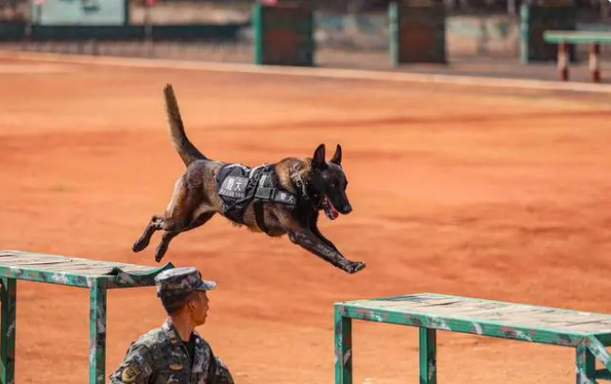 围观警犬的训练日常,近日,武警云南总队机动某支队组织警犬分队开展