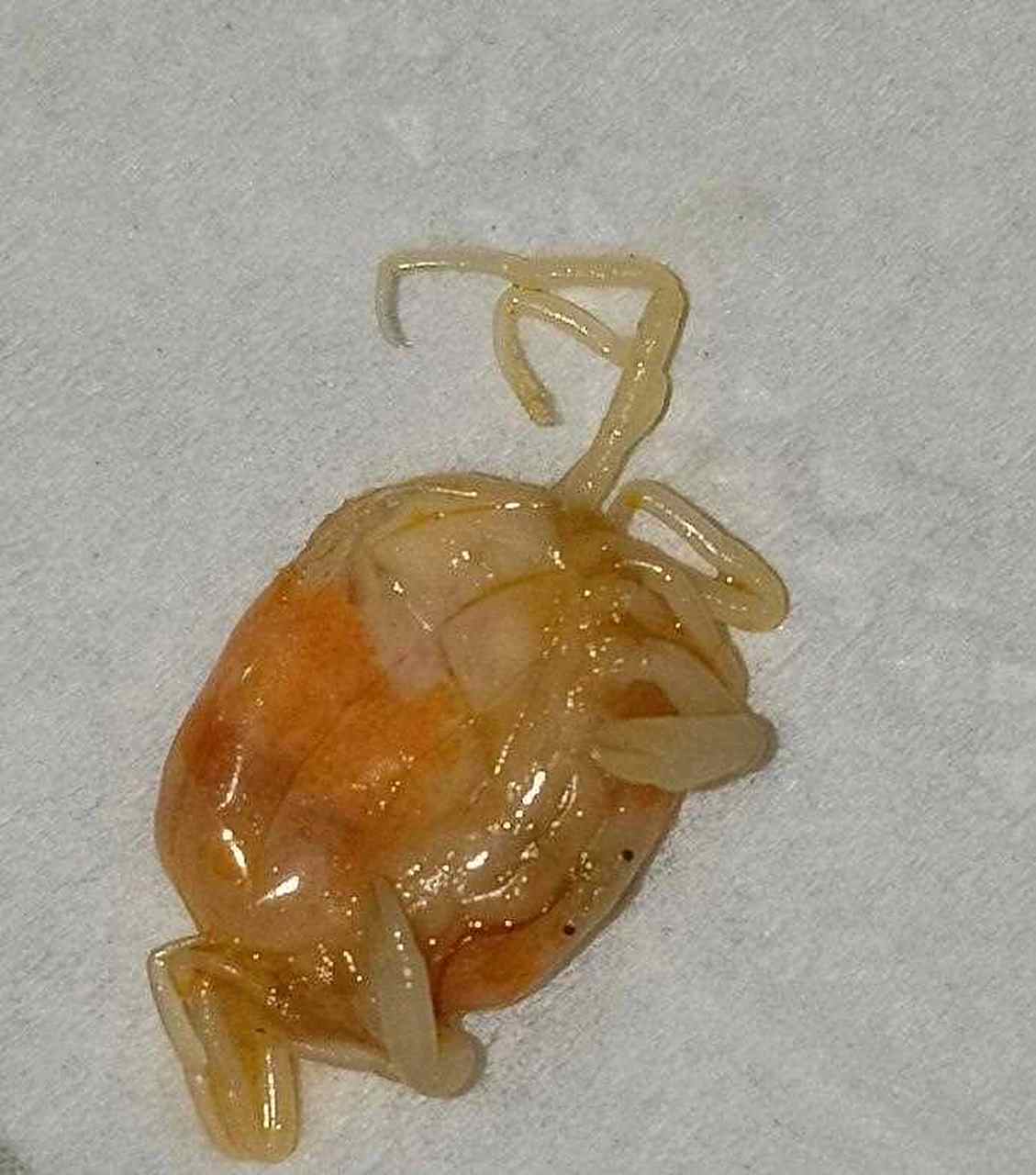 花甲里竟然有这东西,是花甲怀了个螃蟹,还是寄生虫啊.