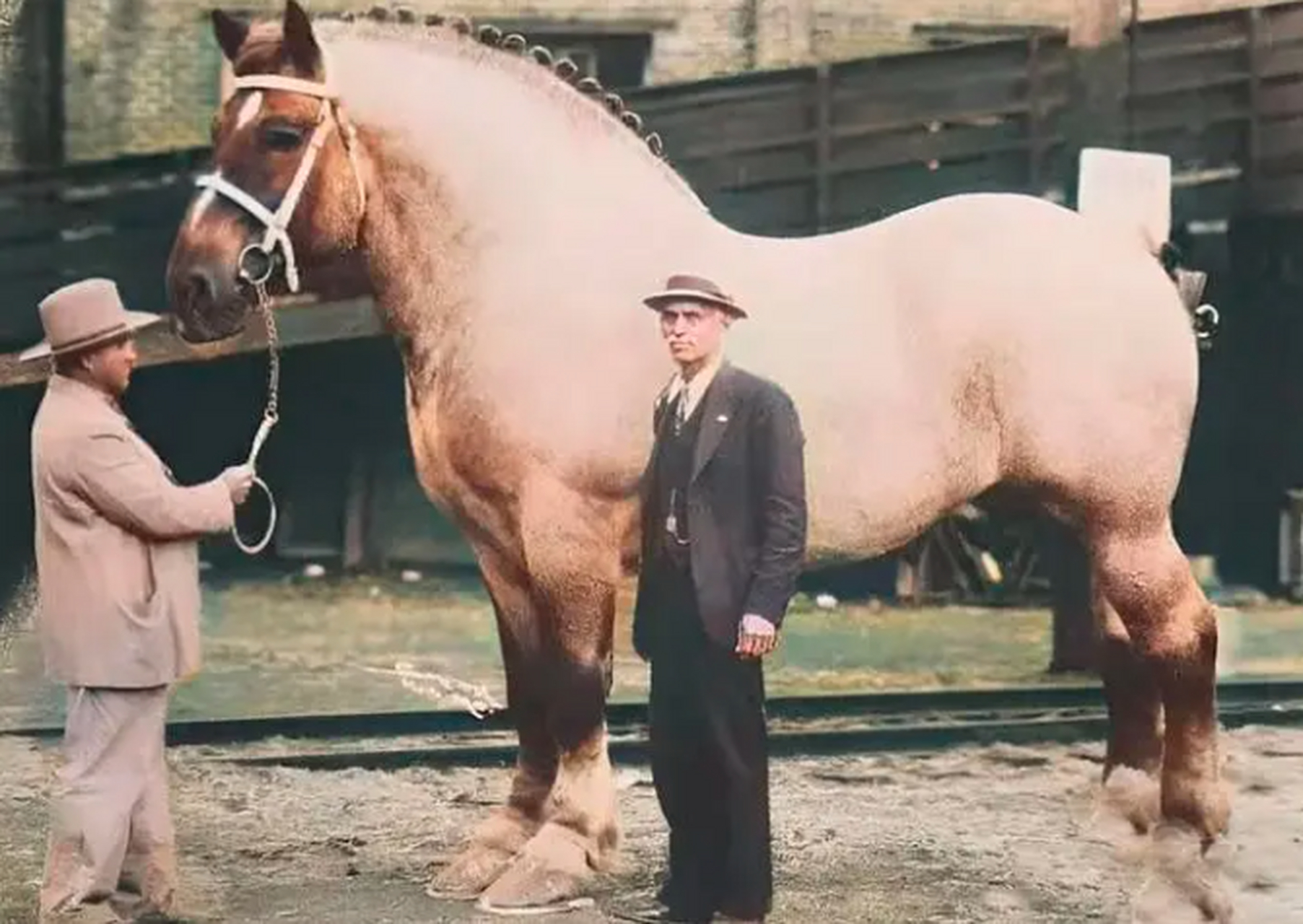 這張照片拍攝於1940年,兩個比利時男人牽著一巨馬,一副