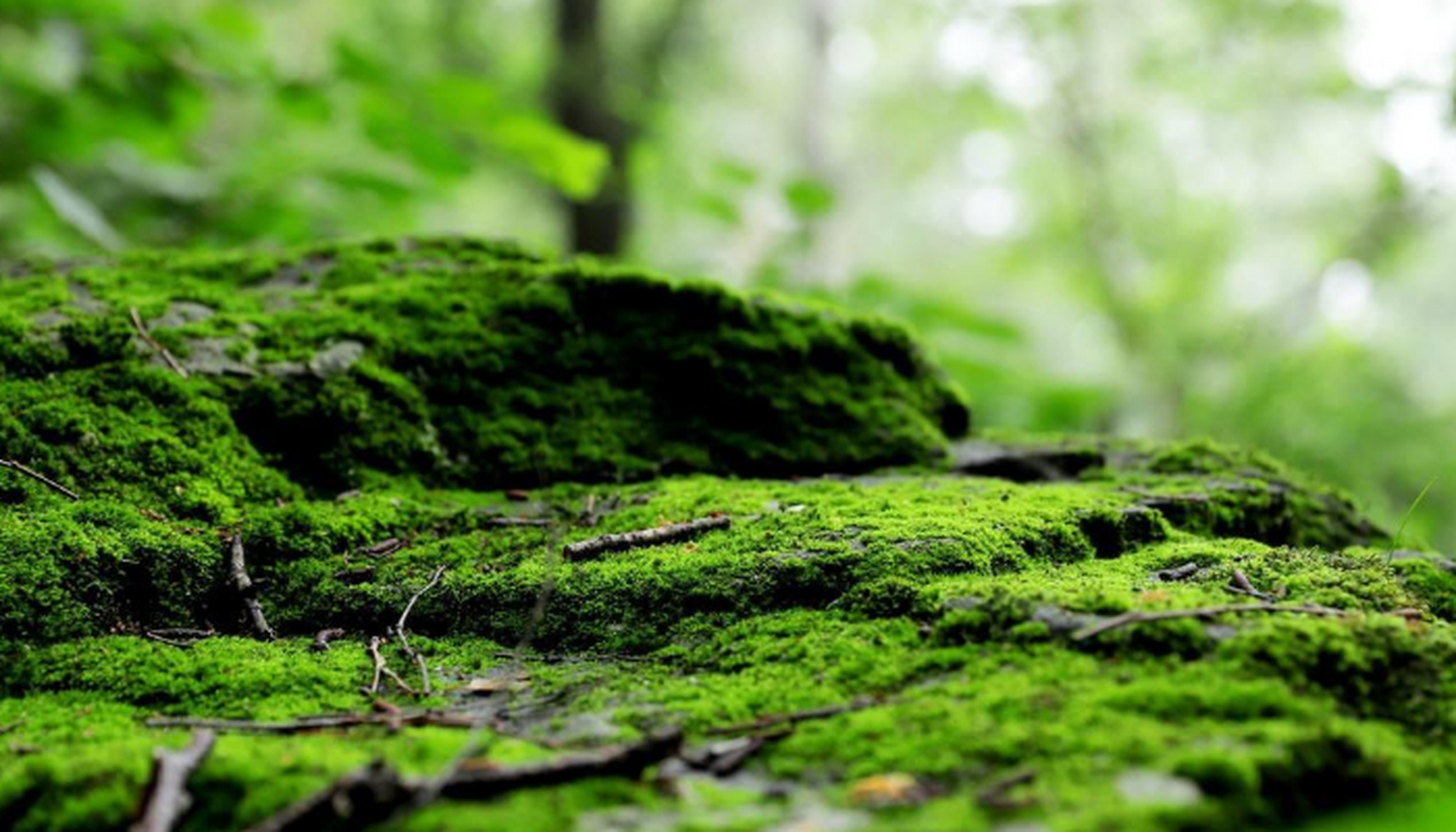 苔藓类植物思维导图图片