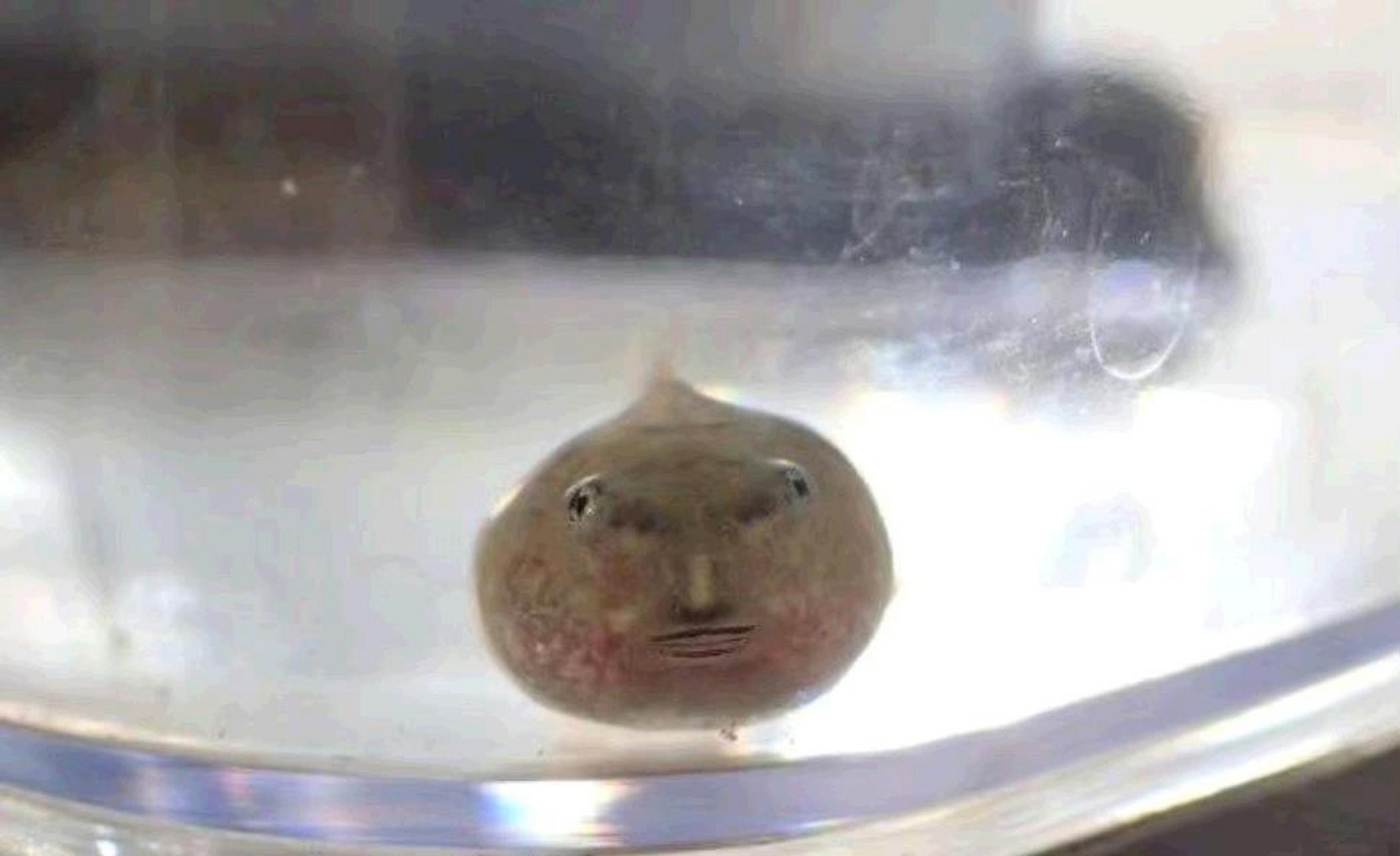 为什么这张鱼脸看起来像人?[三哈]