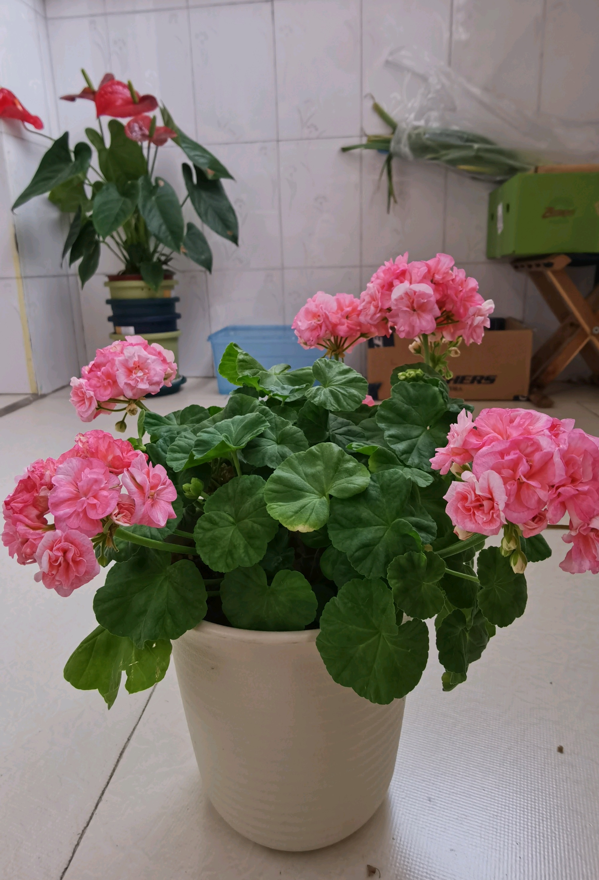 秋天,是适合养天竺葵的季节.