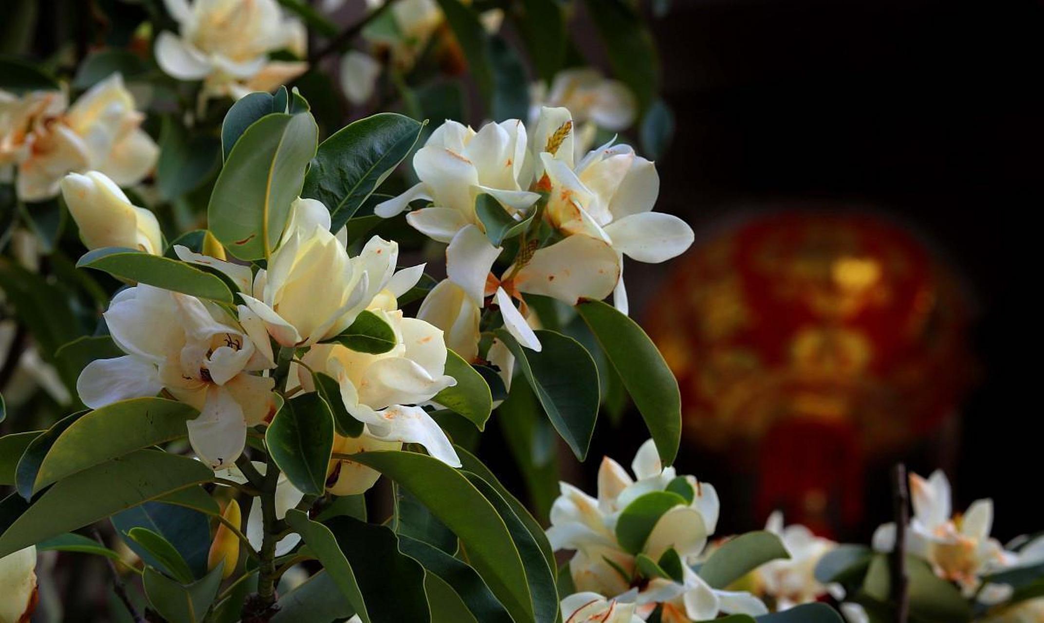 [鲜花]含笑花是木兰科含笑属常绿灌木,花朵苞润如玉,香幽若兰,是抑种