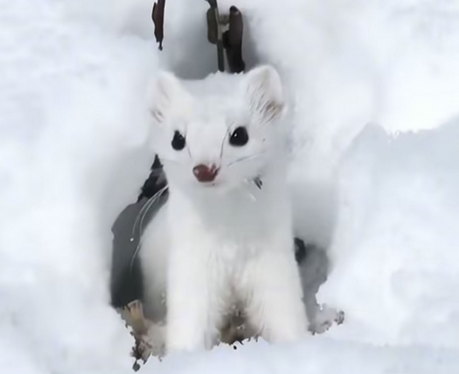 男子花150美元买狗结果是巴西老鼠#  8月14日,港媒报道阿根廷一男子