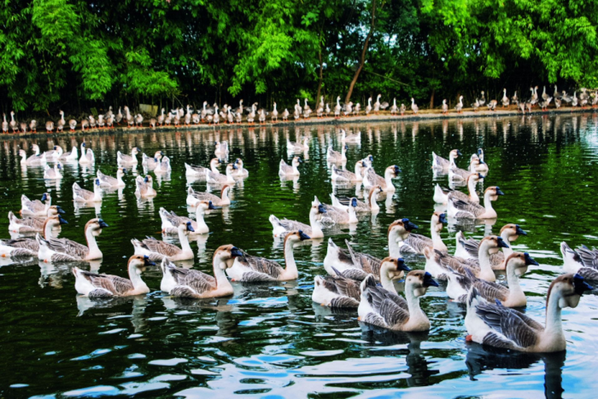 狮头鹅原产于广东省潮州市饶平县浮滨镇,是目前中国农村培育出的最大