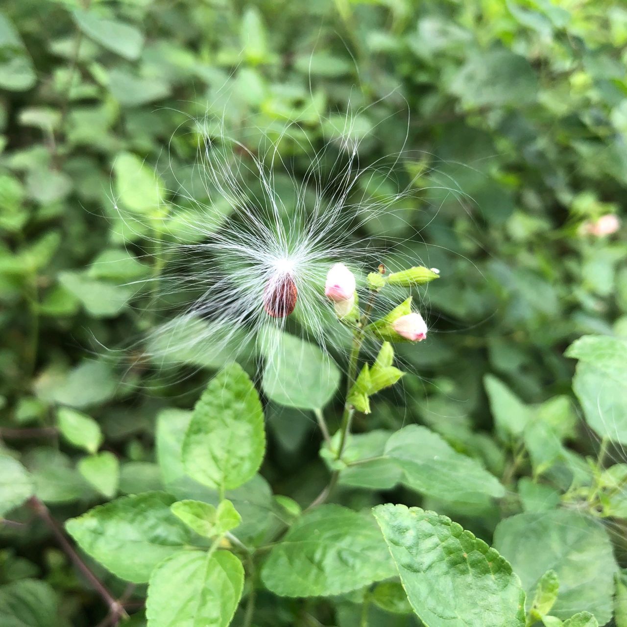 这是些什么神仙花?