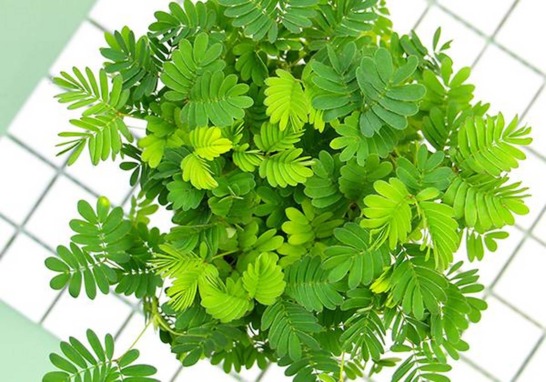 为大家介绍一种常见的室内养殖的绿植-含羞草.