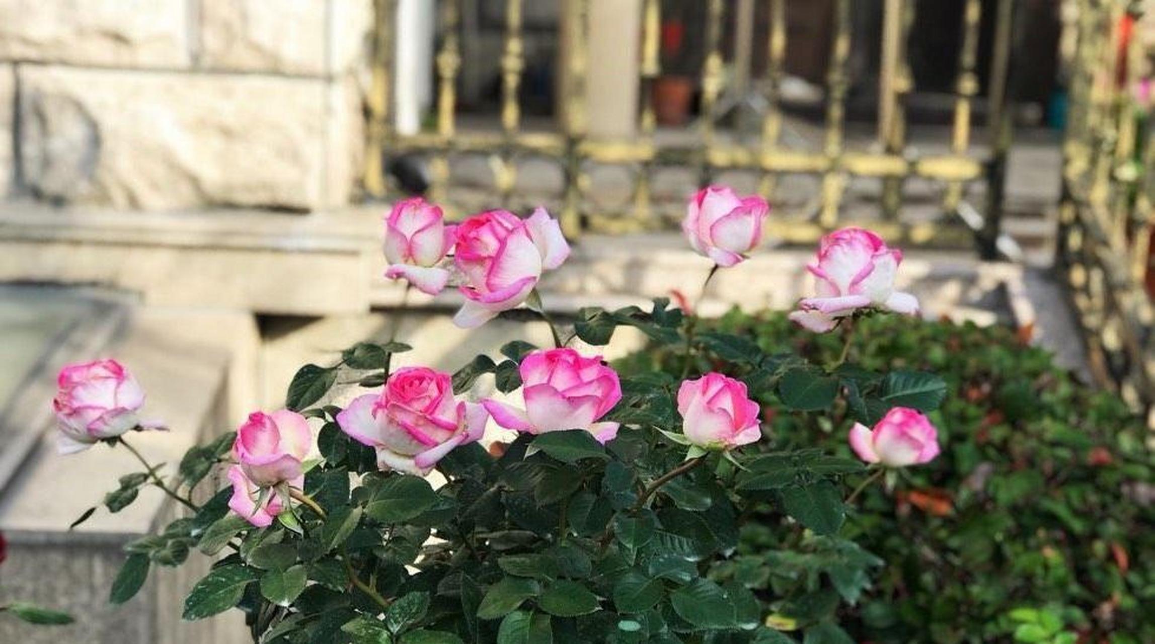 月季花界的"仙女"——摩纳哥公主,法国玫瑰花巨头"梅昂国际"出品,世界