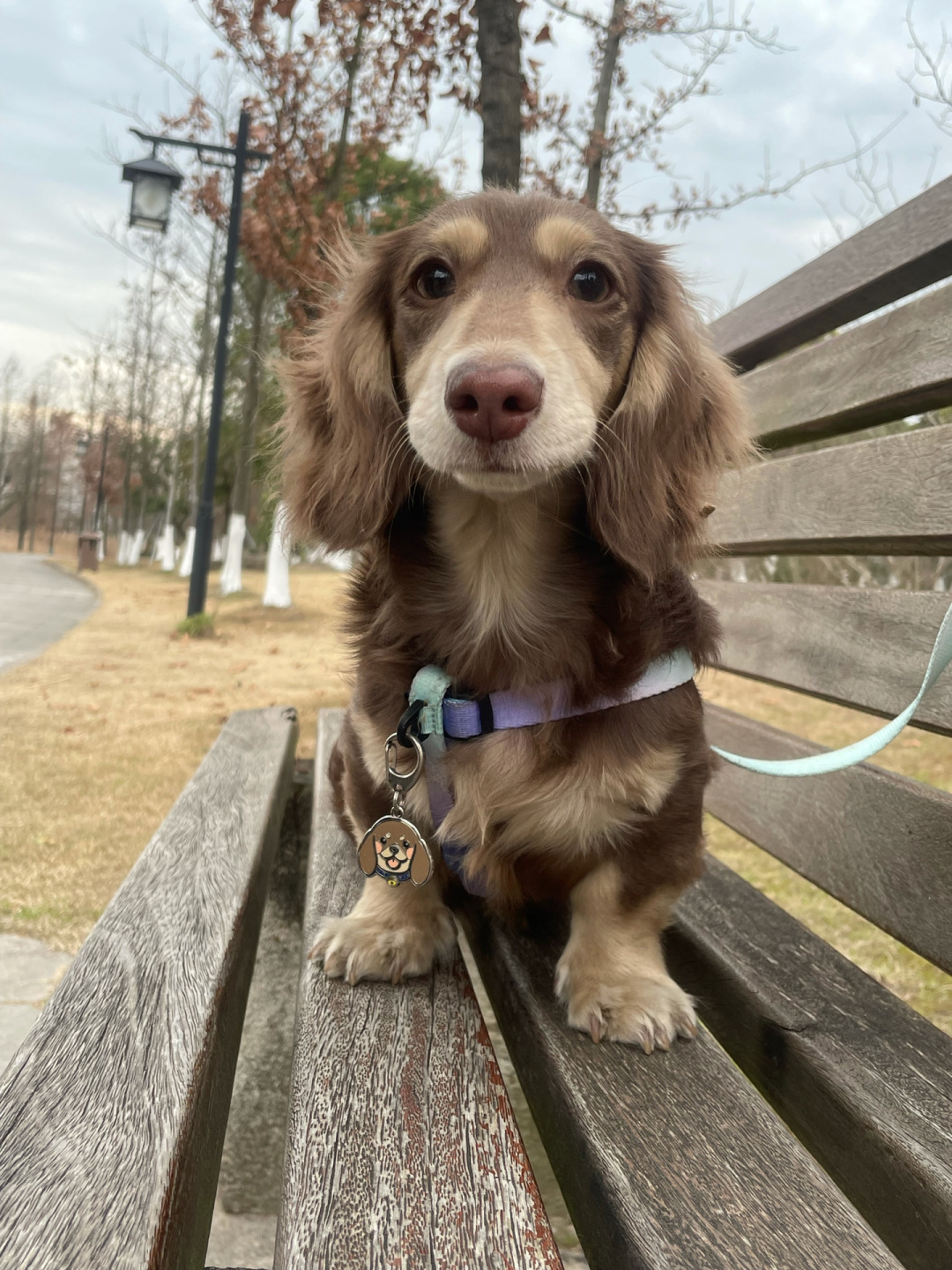 今天我要跟大家分享一只非常可爱的小狗,它是一只迷你长毛腊肠犬,名叫