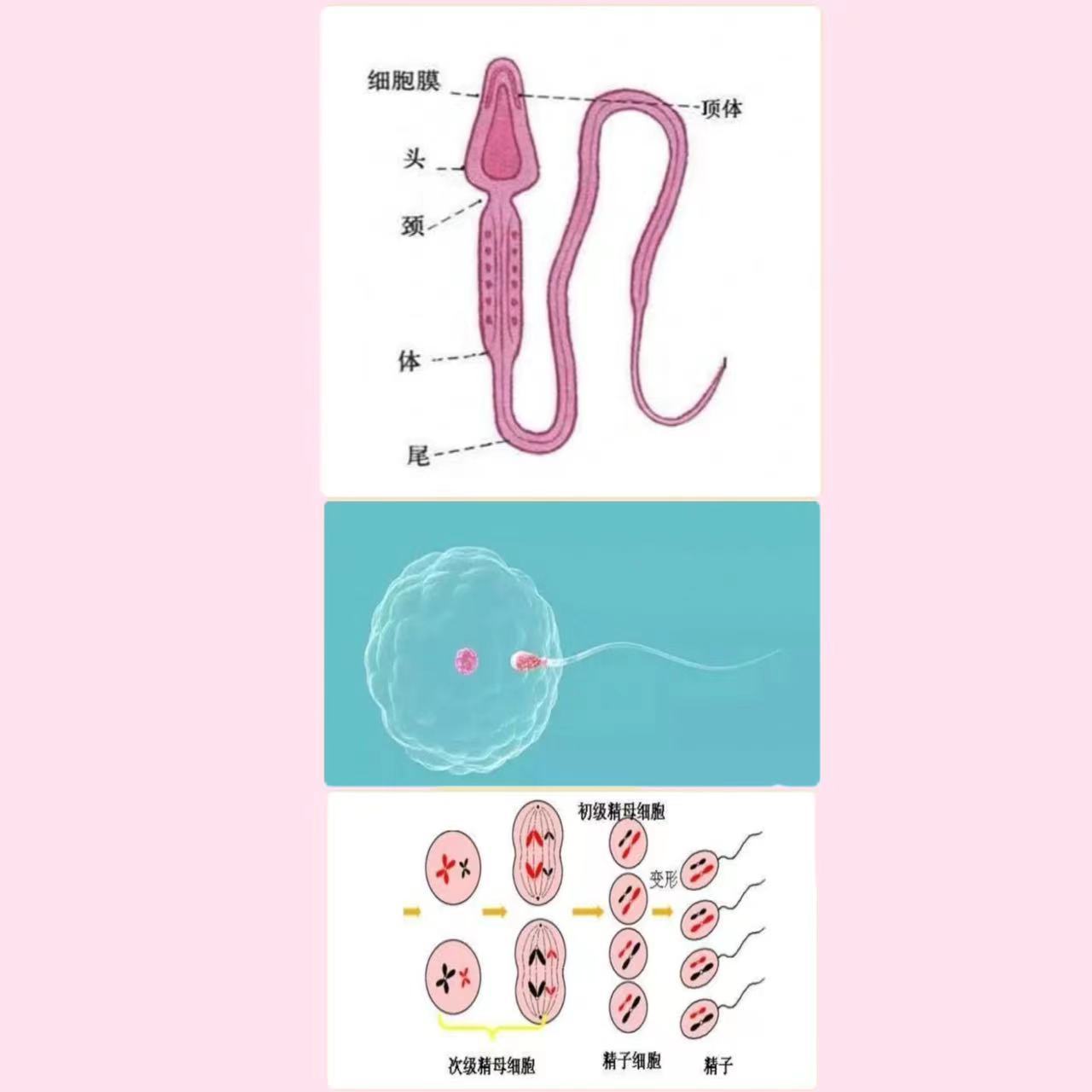 结扎后的精子都去哪儿了?男性结扎手术需要住院吗?