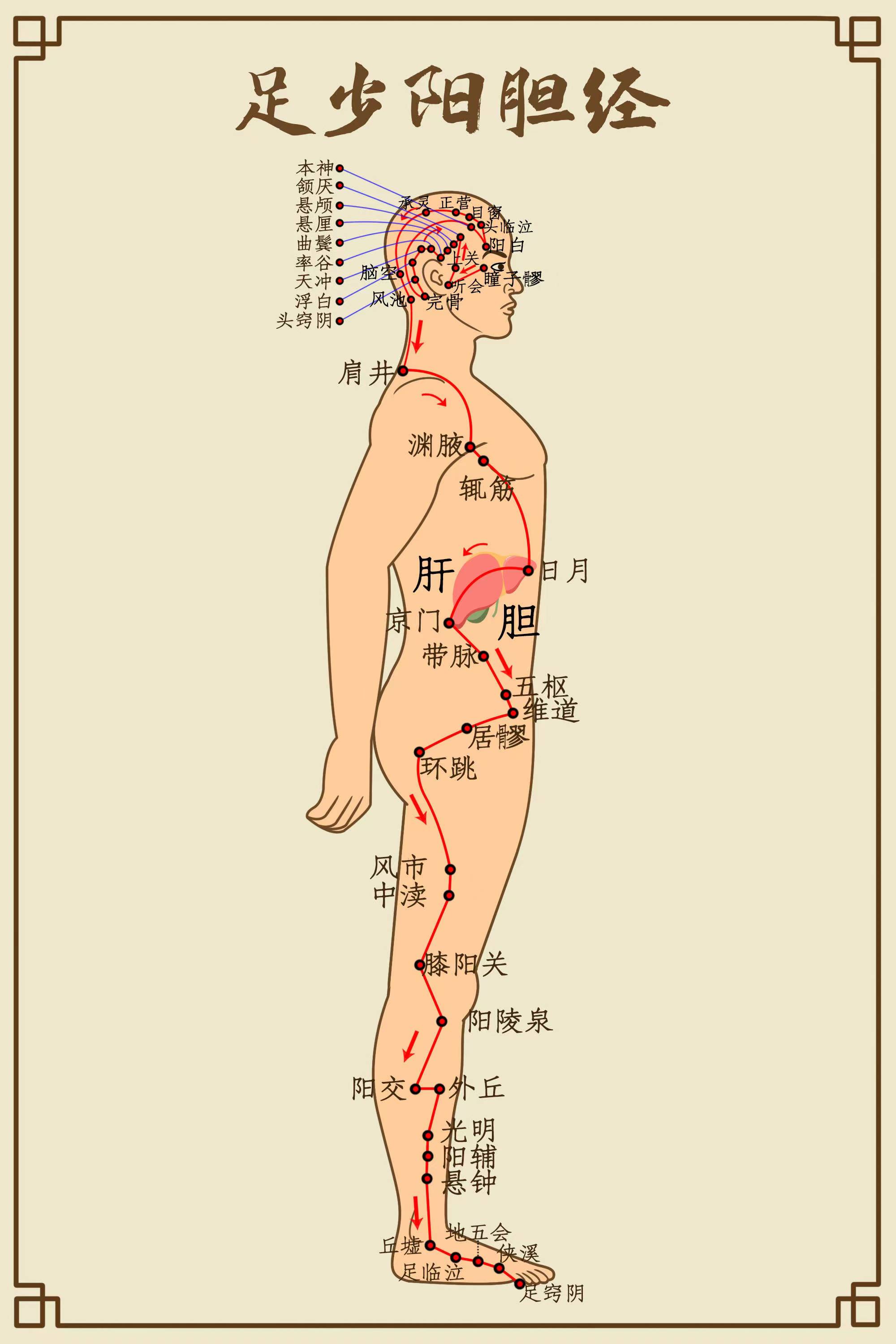 胆经是人体十二正经之一