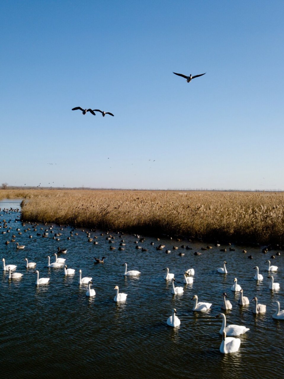 北京天津1h|免费看野鸭天鹅的好地方  无需花费50元门票,野鸭湖的美丽