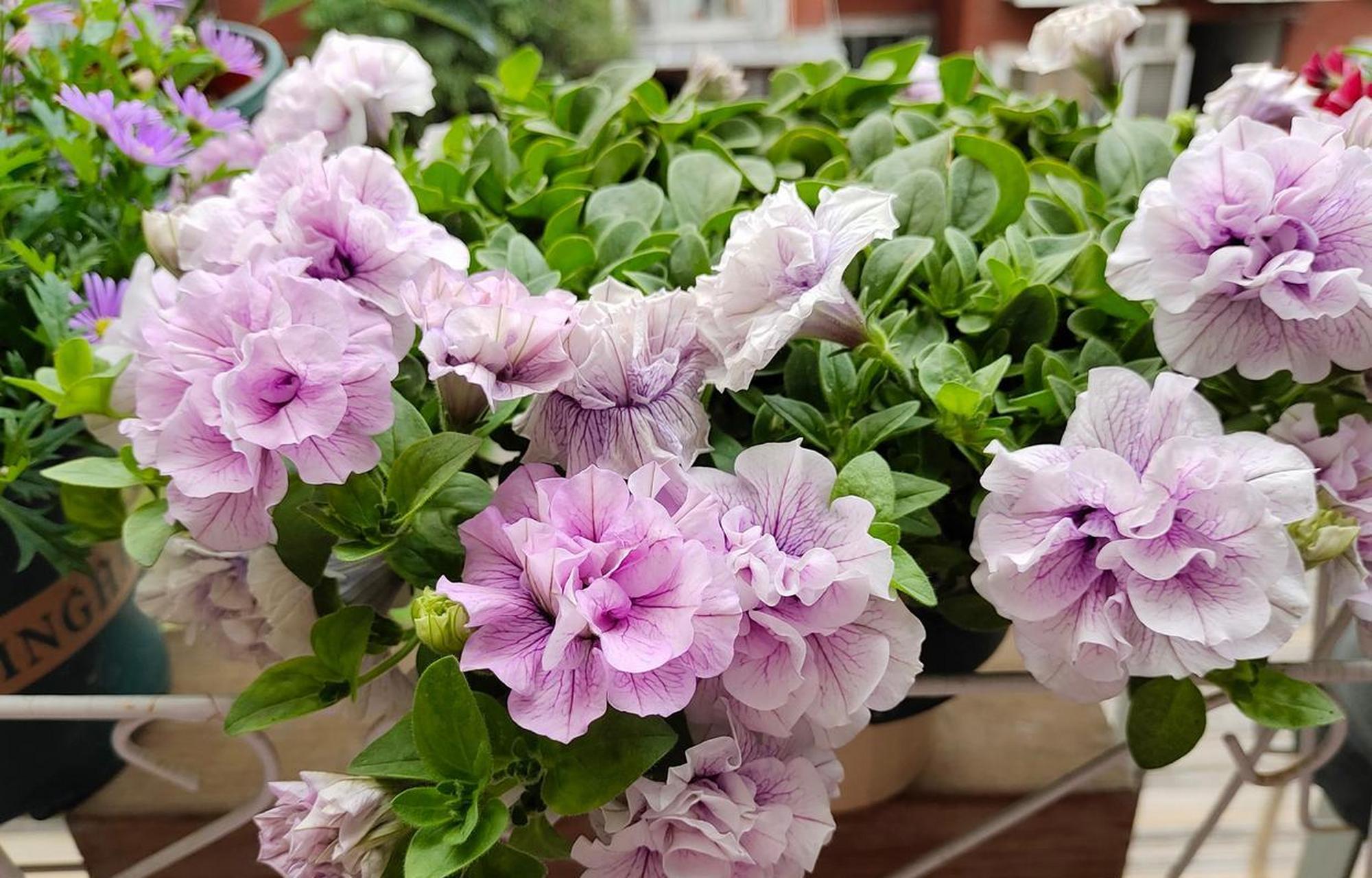 超级矮牵牛"重瓣冰淡紫",一个超级漂亮的品种,花型完全重瓣,花瓣层