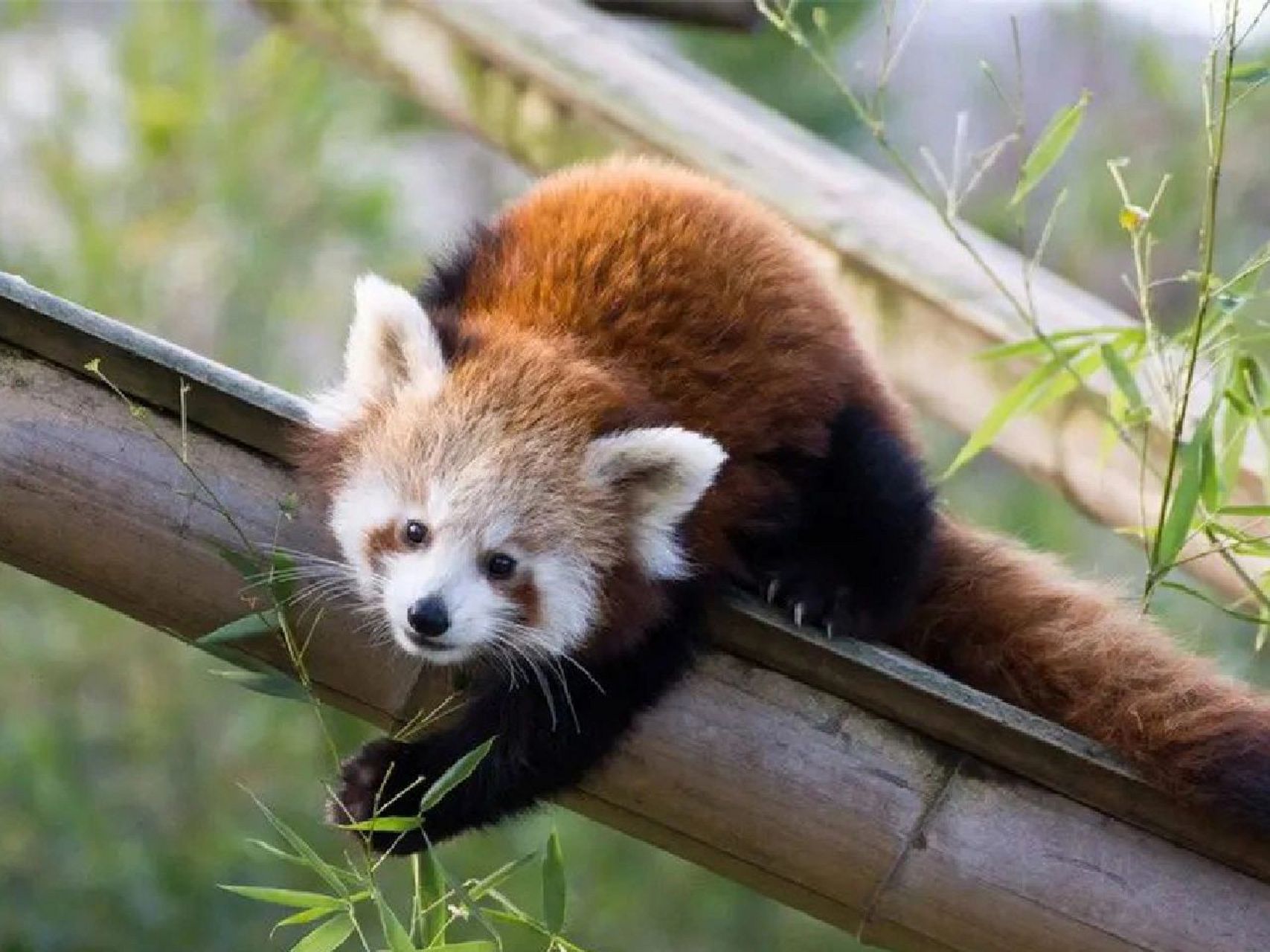 可爱95难道也是一种罪过 面对森林中那么多野生动物,为什么小熊猫的