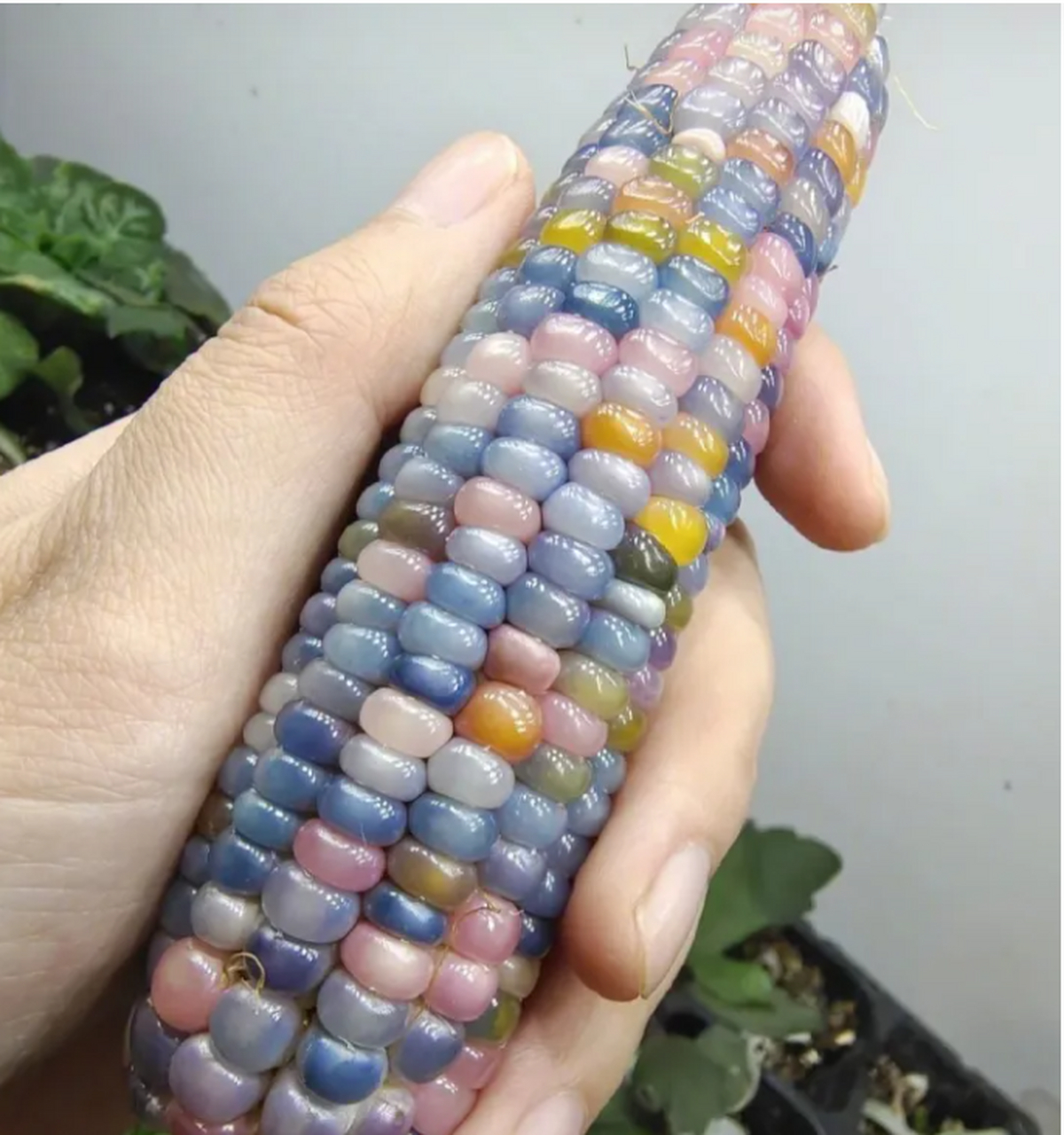 原来还有宝石般的彩色玉米!