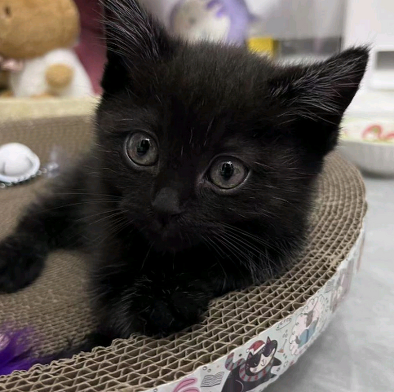 小黑猫小时候真好看,太好看了吧