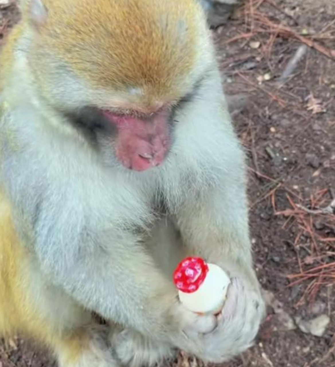 猴子这喝奶的表情有点惊悚了.