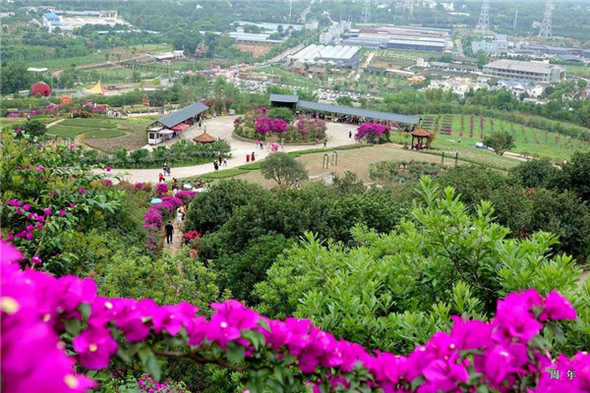 成都双流杨梅小镇:这里拥有西部杨梅产业和各色三角梅及各种玫瑰花树