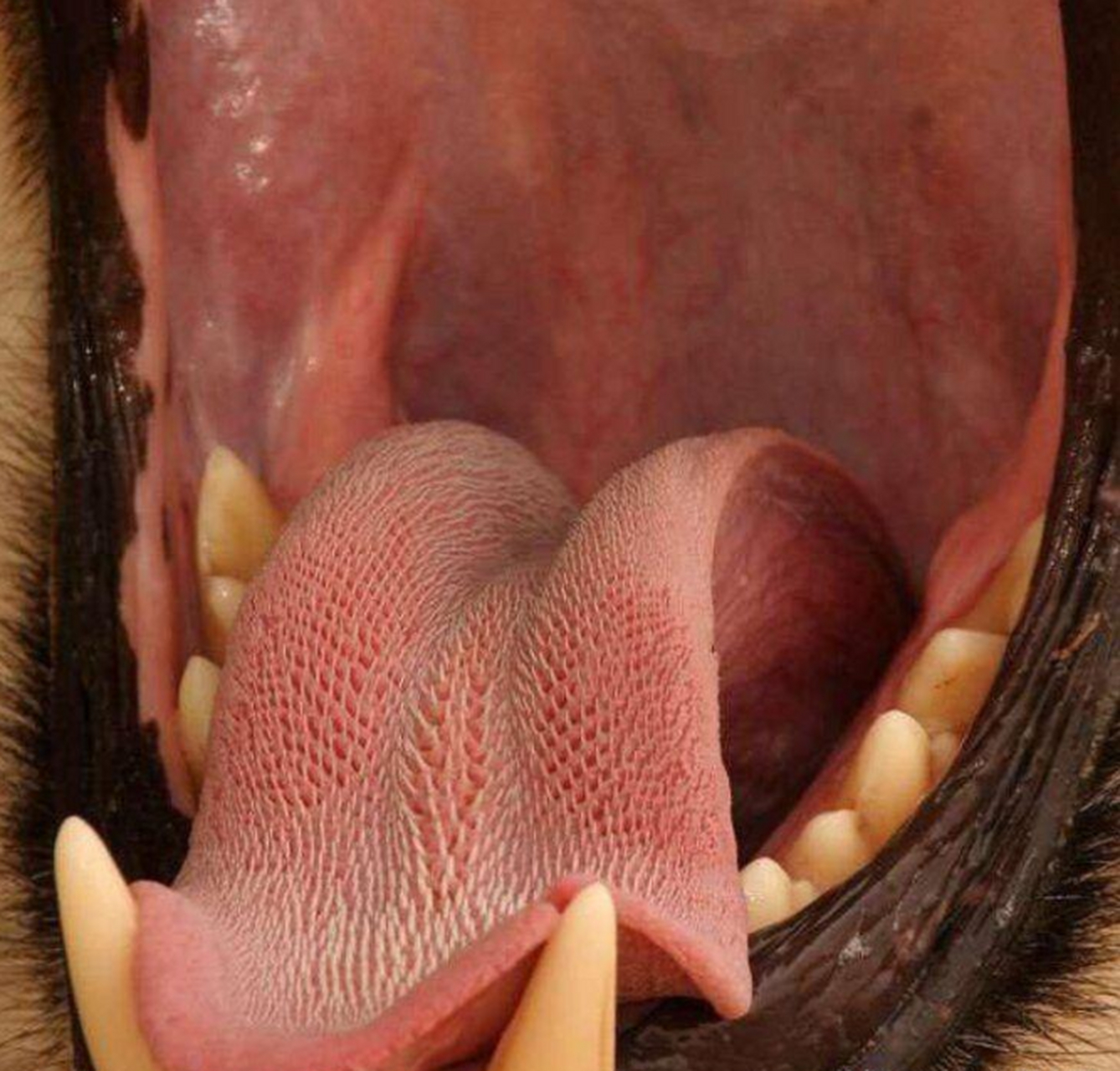 近距离观察狮子的舌头,狮子舌头上带有粗糙的倒刺,如果被它舔上几遍