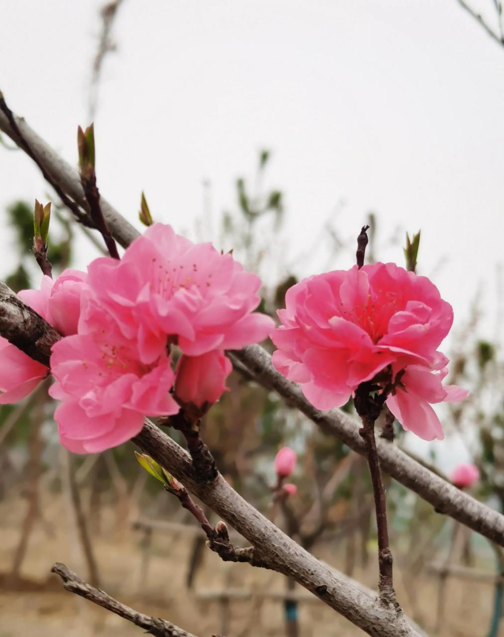 桃花重瓣与单瓣图片