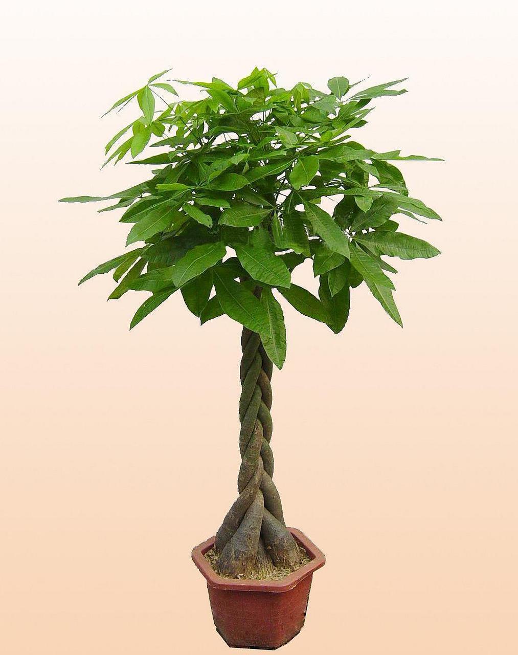 发财树喜欢酸性土壤 发财树是一种具有招财进宝寓意的植物 [鲜花]非常