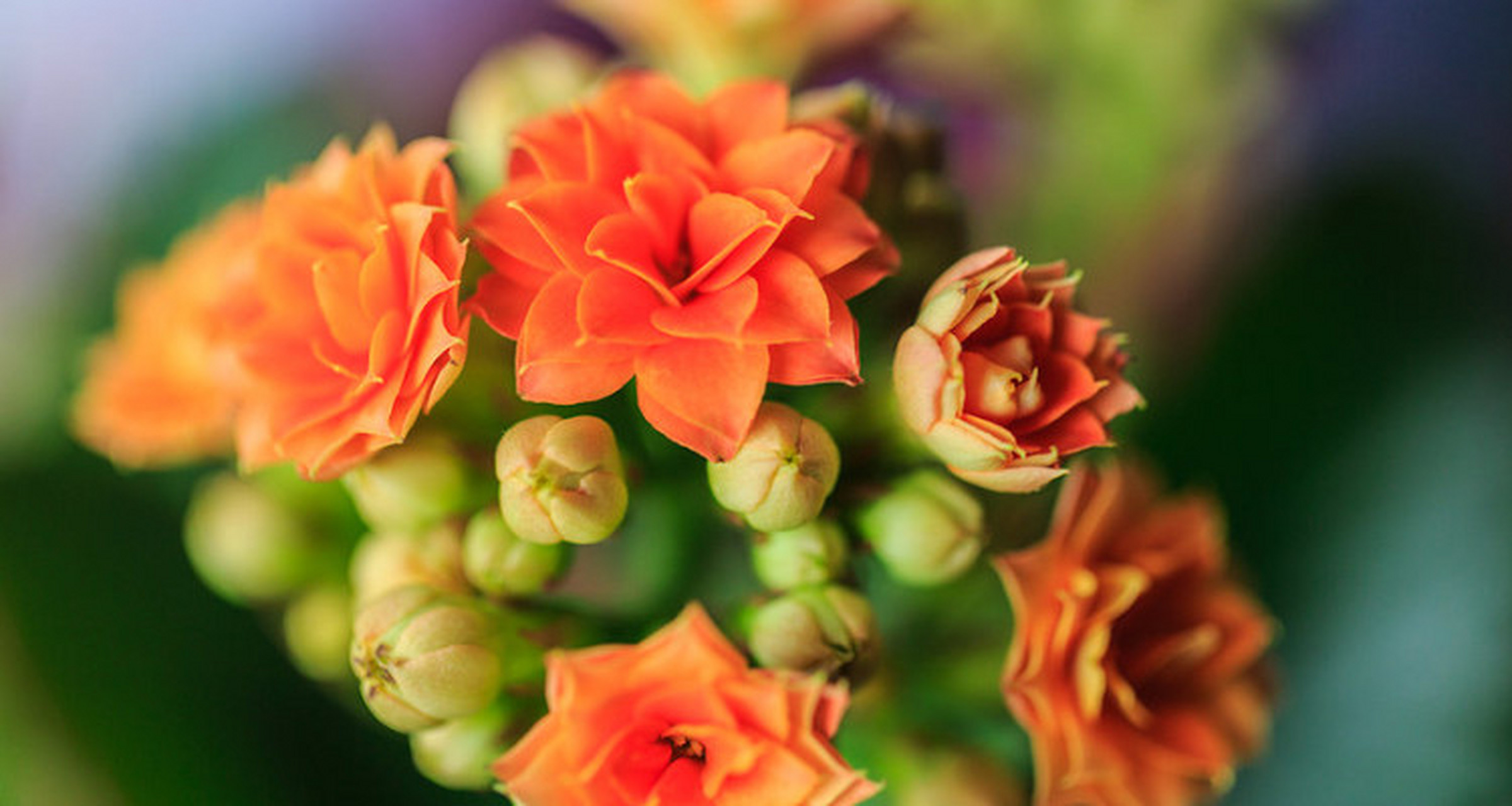 长寿花(也称为万寿菊)通常在一个生长季节内可开花多次