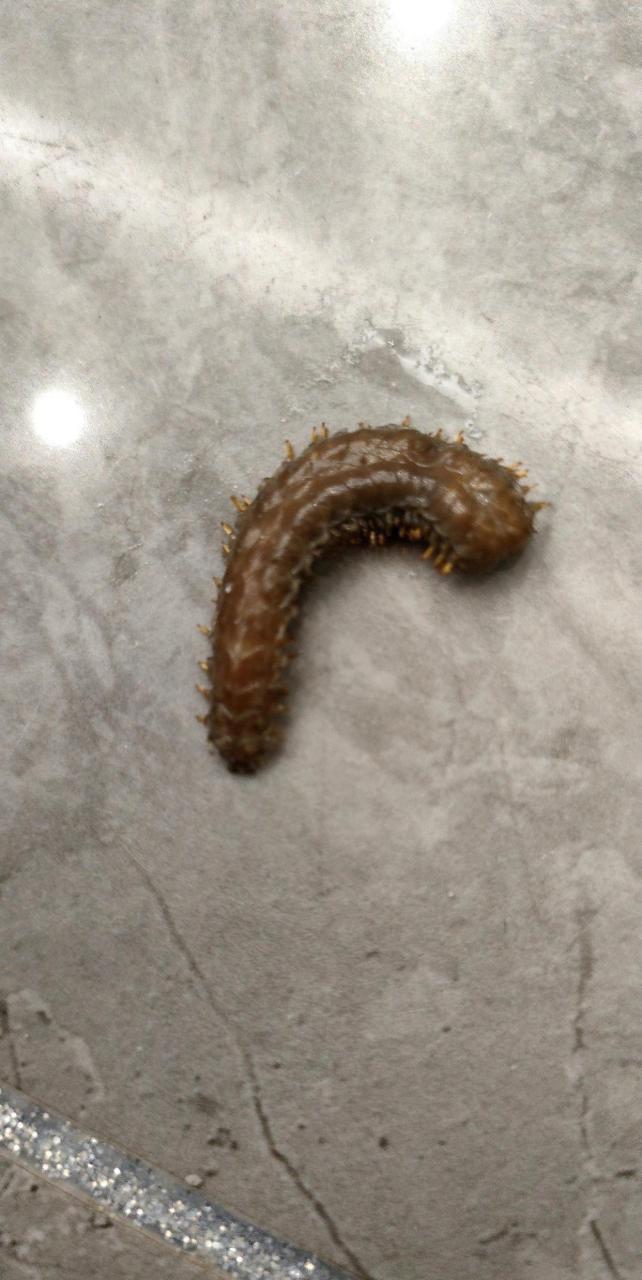 网友:媳妇买的生蚝里面发现的,这是啥玩意啊,寄生虫吗?[惊恐]