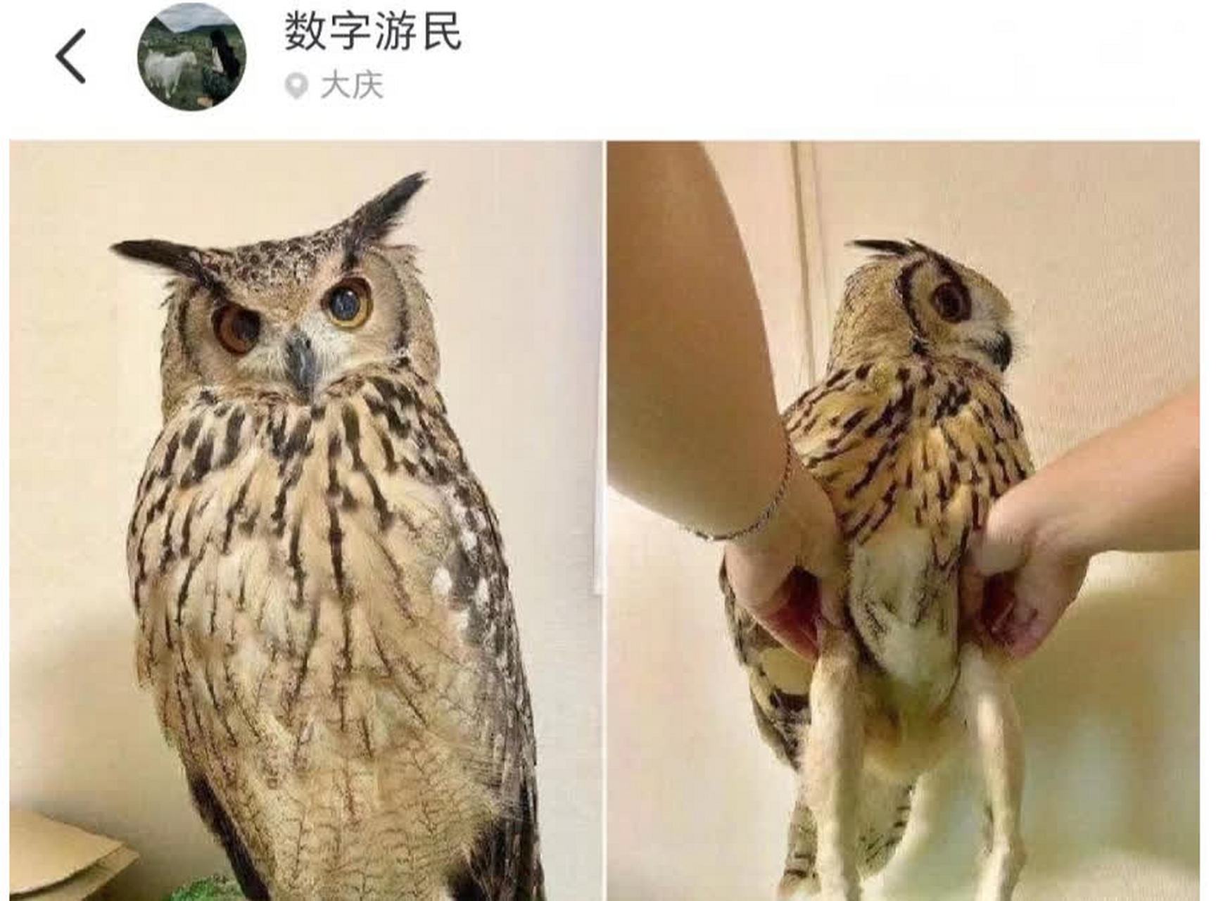 原来的猫头鹰是一种长腿鸟[三哈]