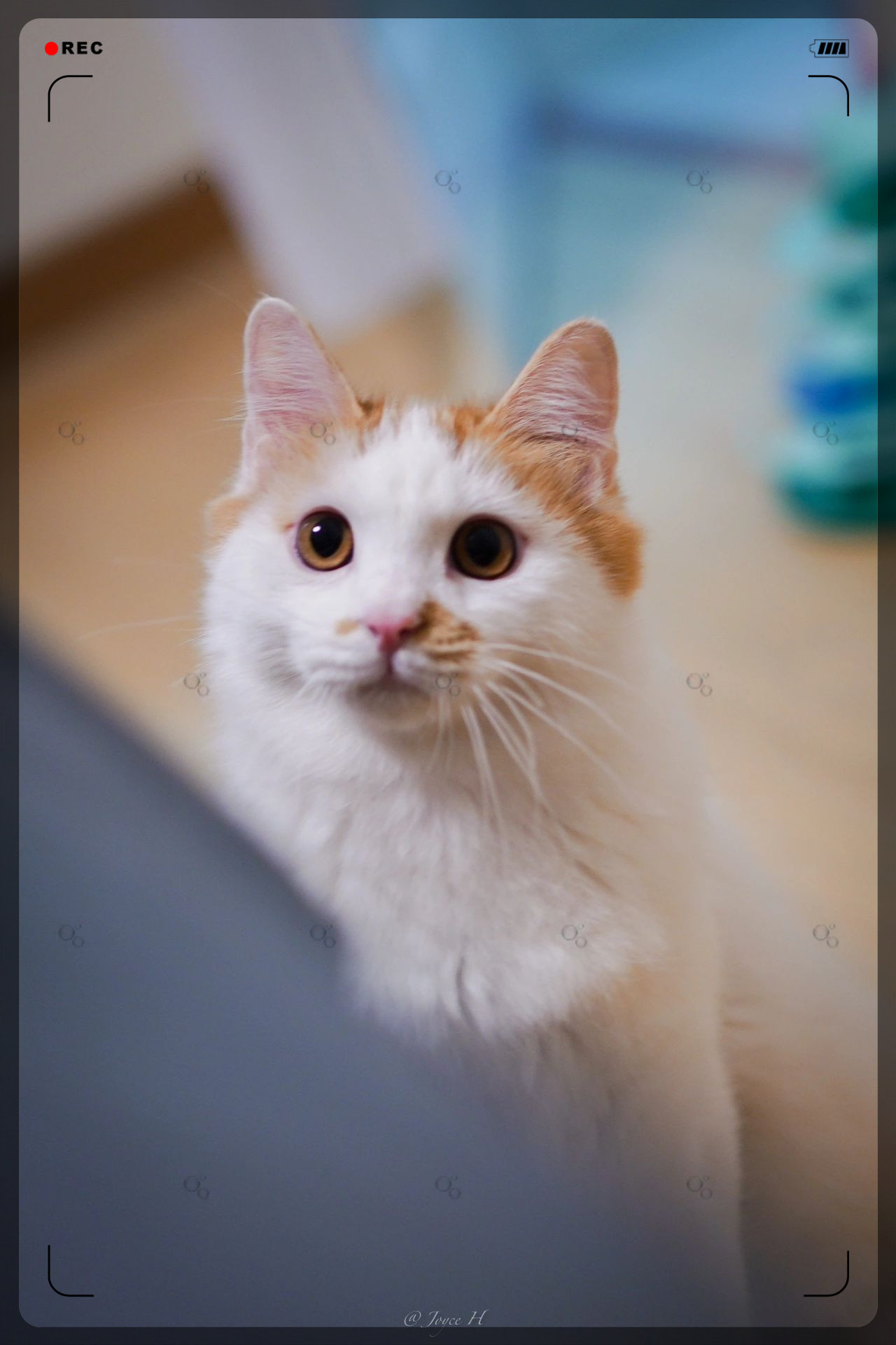 得过猫瘟意味着终身免疫啦  小区里多了几只小奶猫.