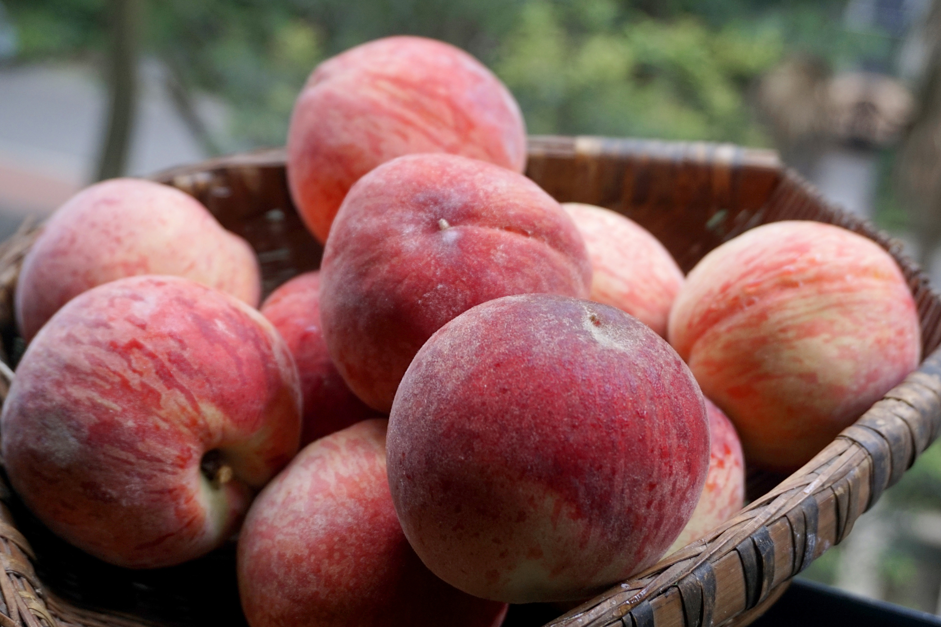 能体现成都龙泉驿水蜜桃真正特色的"撕皮型"头茬桃子熟了.