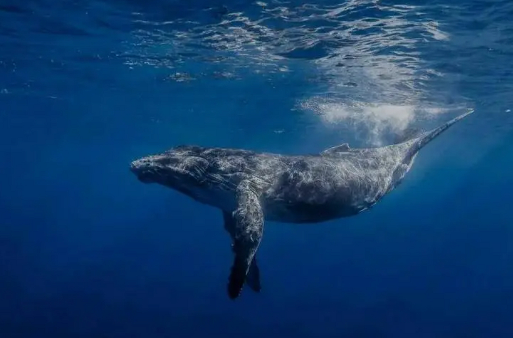 水为鲸鱼提供了足够的支持,避免了身体的重力,因而它们可以承受