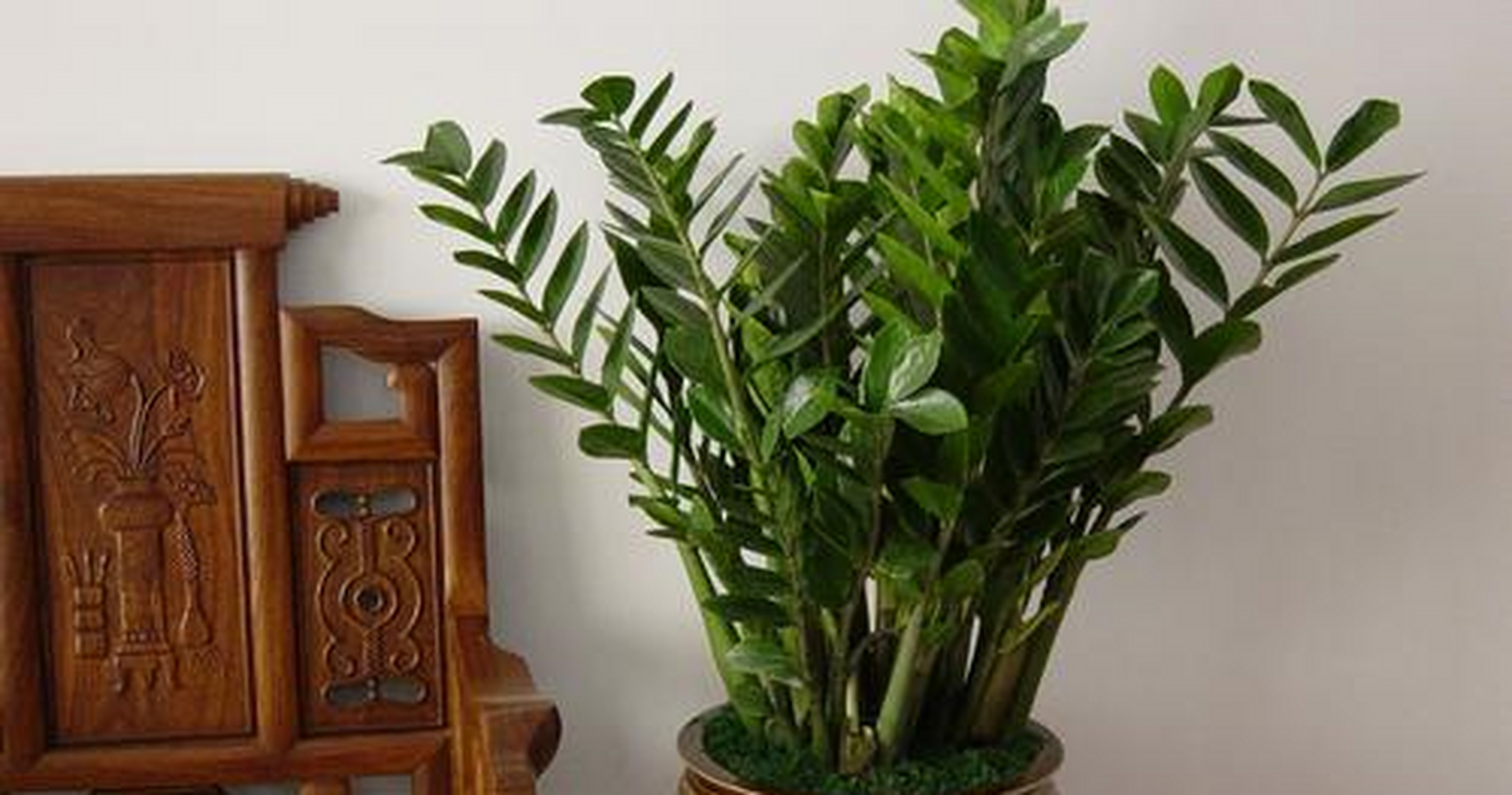 八宝树:作为很好养的多肉之一,八宝树是有名的"厚脸皮植物",也是新手